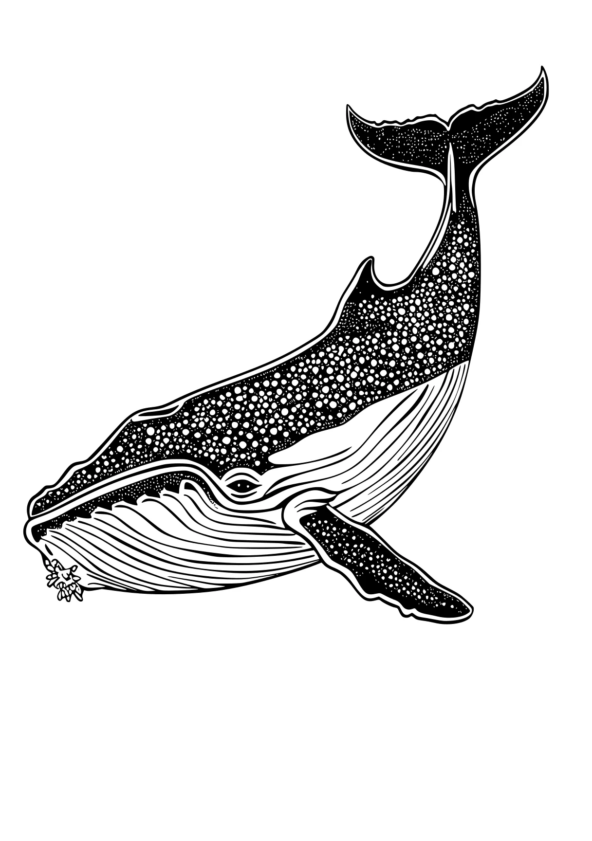 whale coloring pages orca, whale, narwhal, whales, dolphin, free page downloads