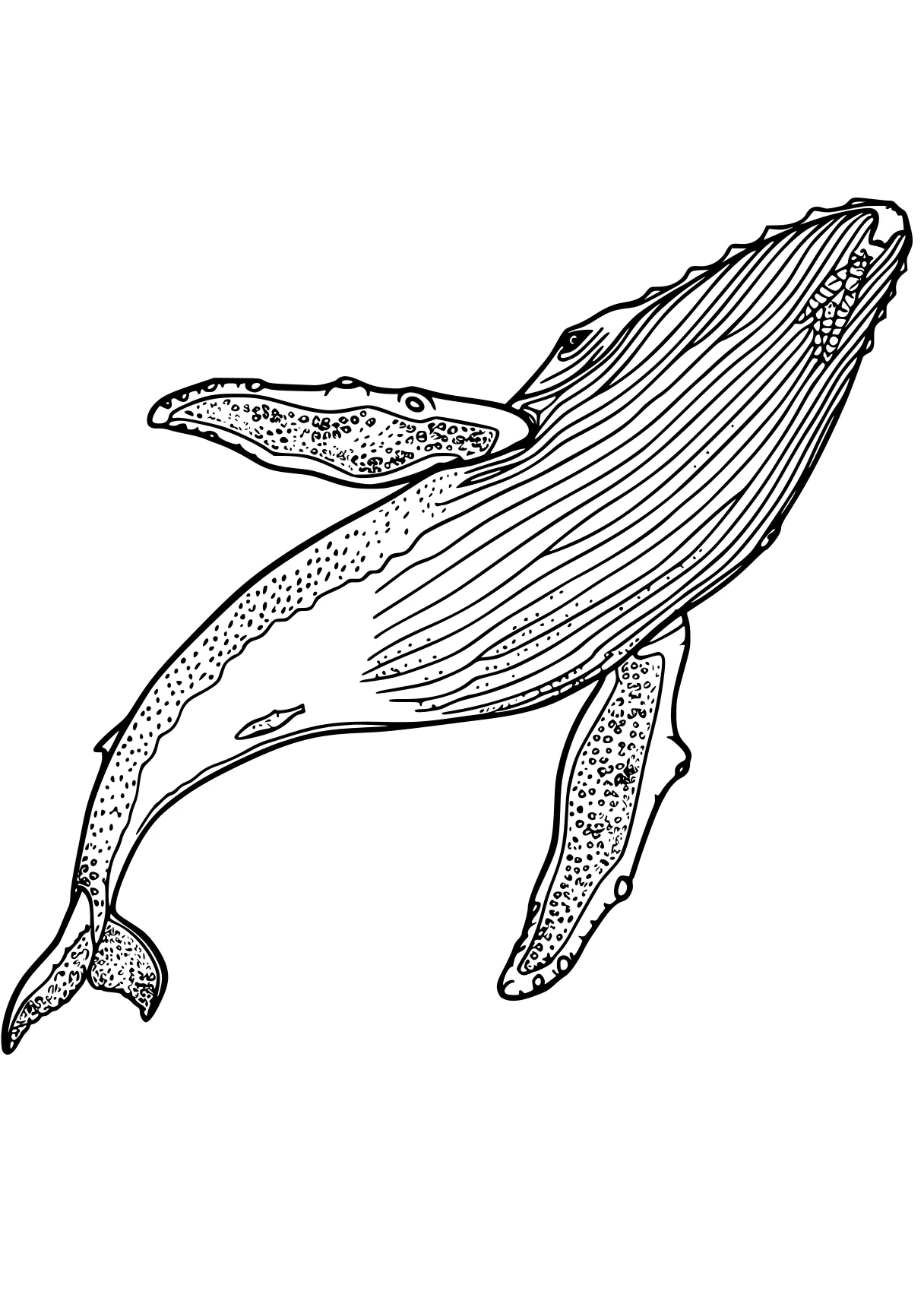 whale coloring page whale, dolphin, whales, mosasaurus, narwhal, free downloads