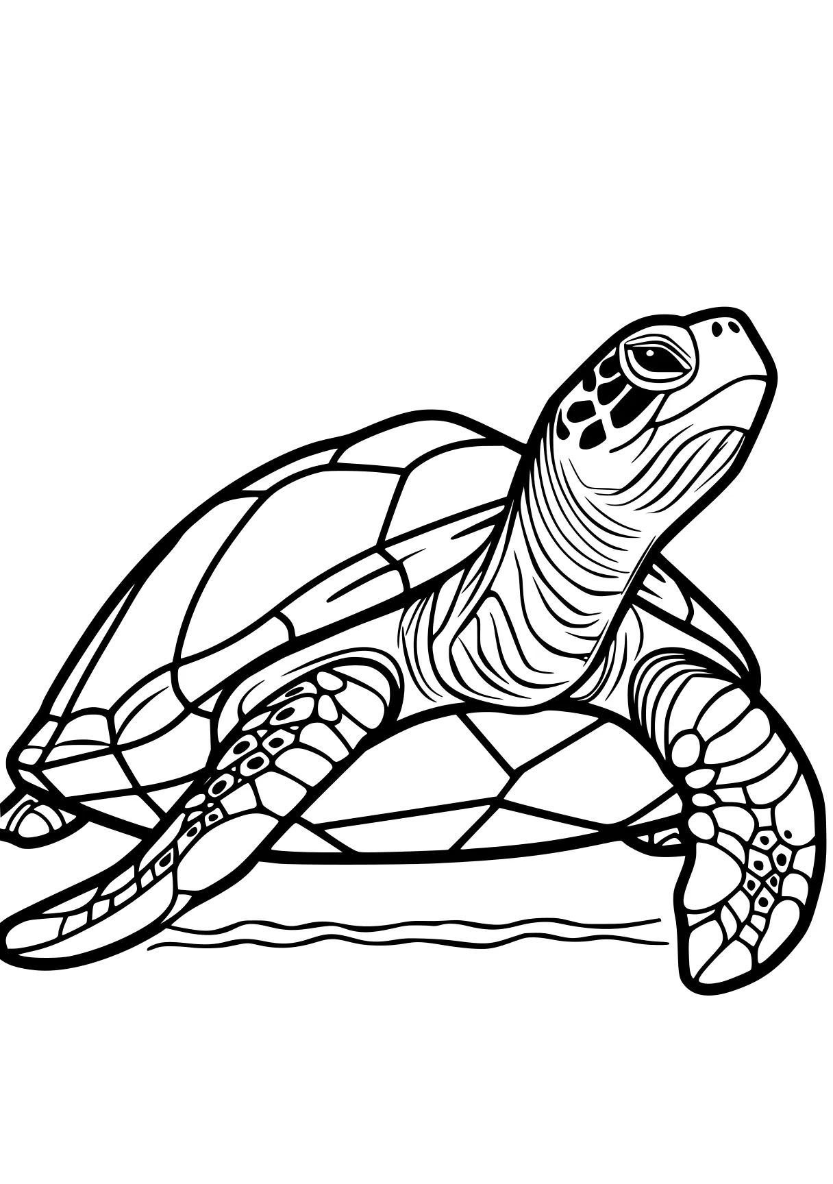 turtle coloring sheet turtle, turtles, biollante, squirtle, patrol, free page downloads