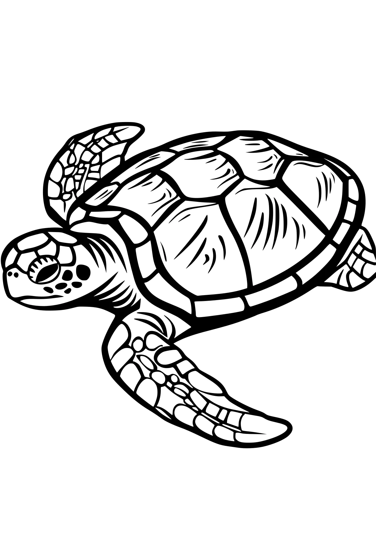 turtle coloring sheet turtle, turtles, patrol, illustrator, squirtle, free page downloads