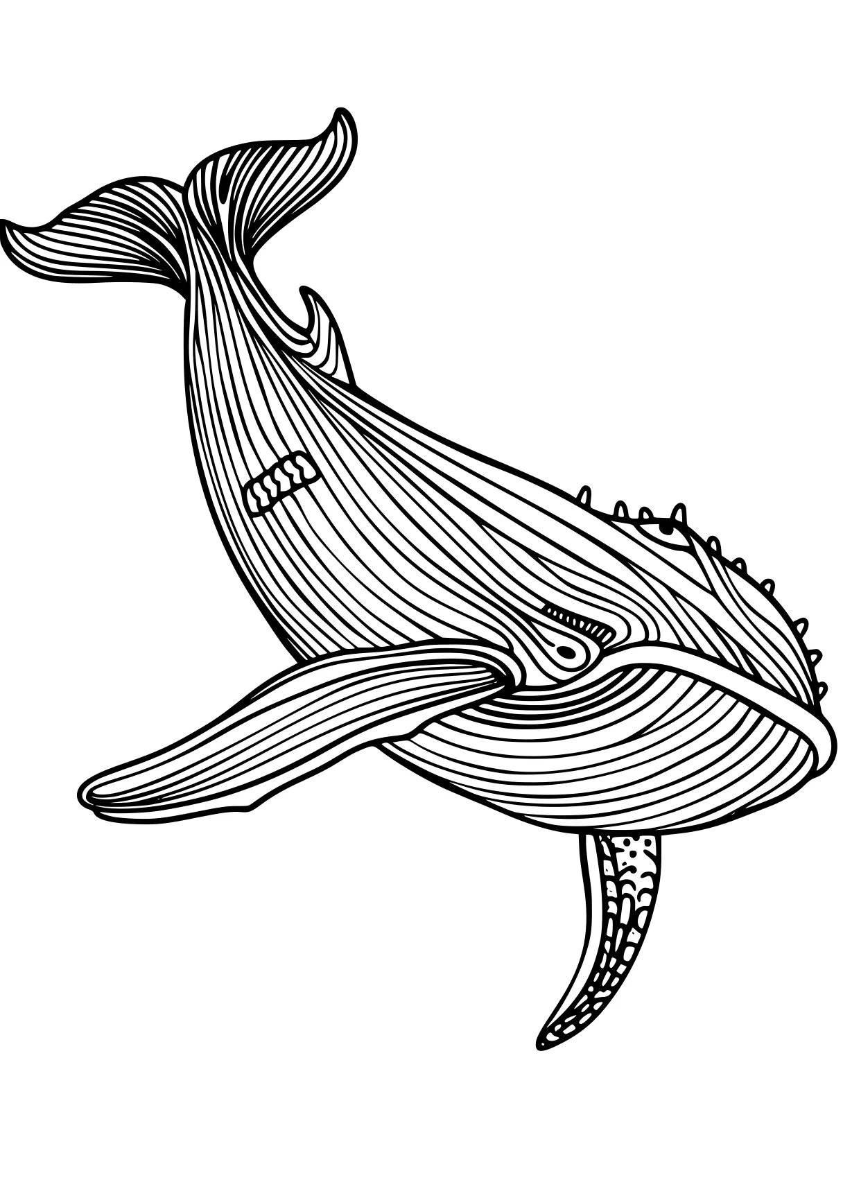 whale coloring pages whale, dolphin, whales, mosasaurus, spinosaurus, free page downloads