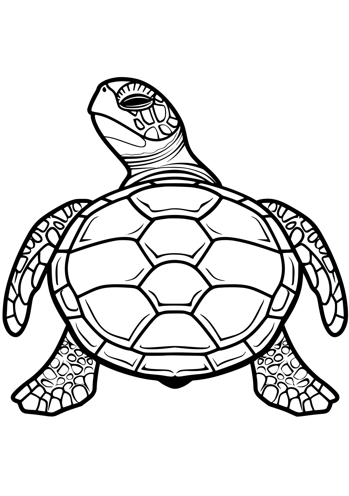 turtle pictures to color turtle, turtles, squirtle, size, komodo, free coloring page downloads