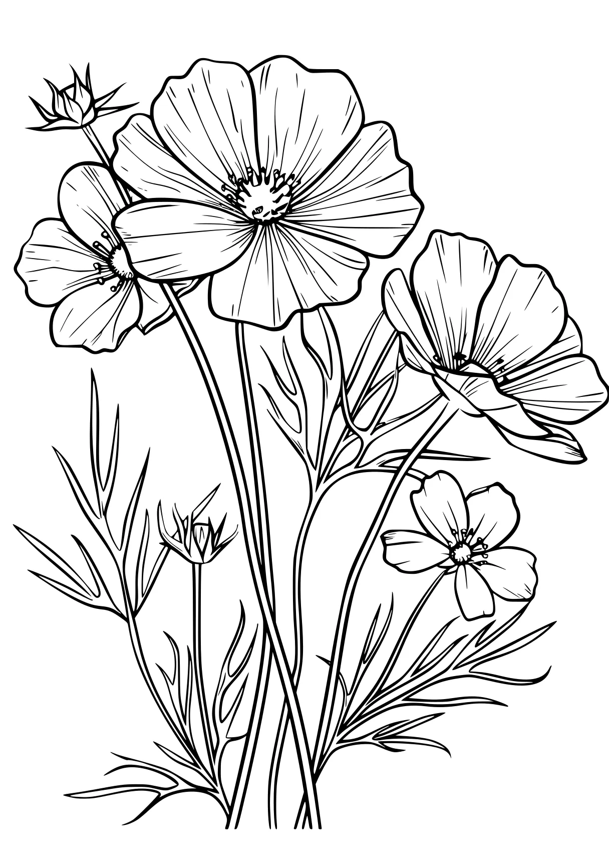 printable pictures flowers, flower, plant, free coloring page downloads