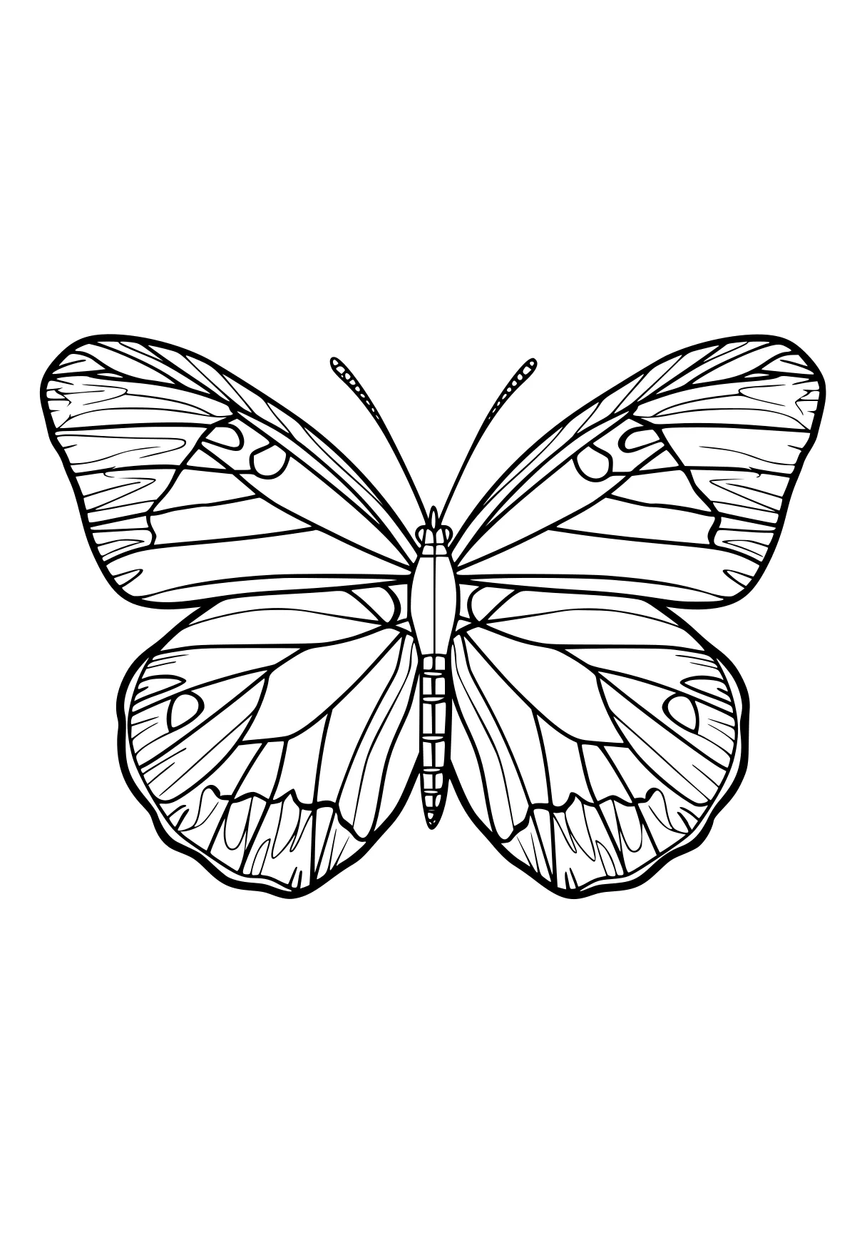 butterfly coloring pages butterfly, insect, adult, butterflies, insects, free page downloads