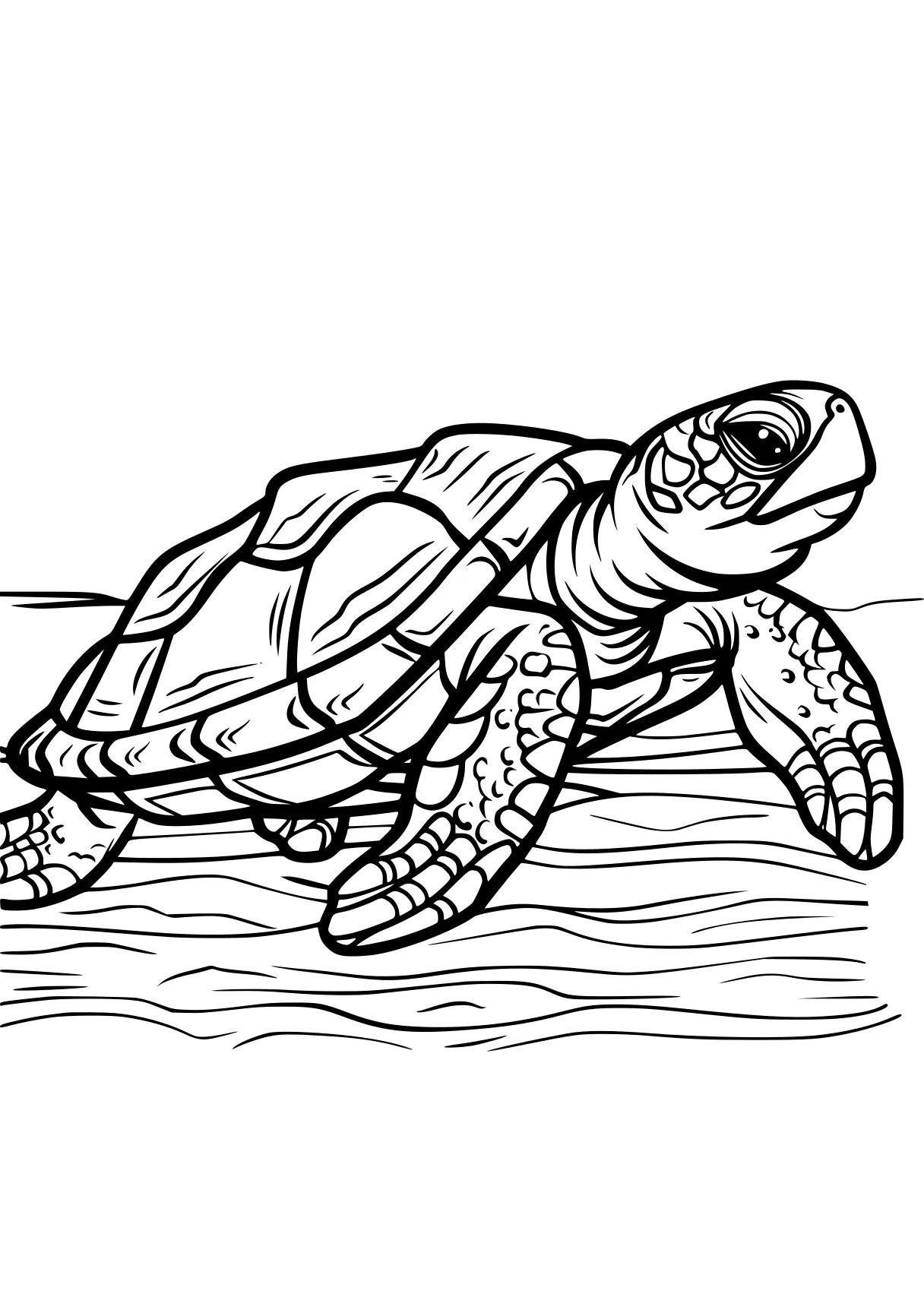 turtle coloring pages turtle, turtles, illustrator, squirtle, free page downloads