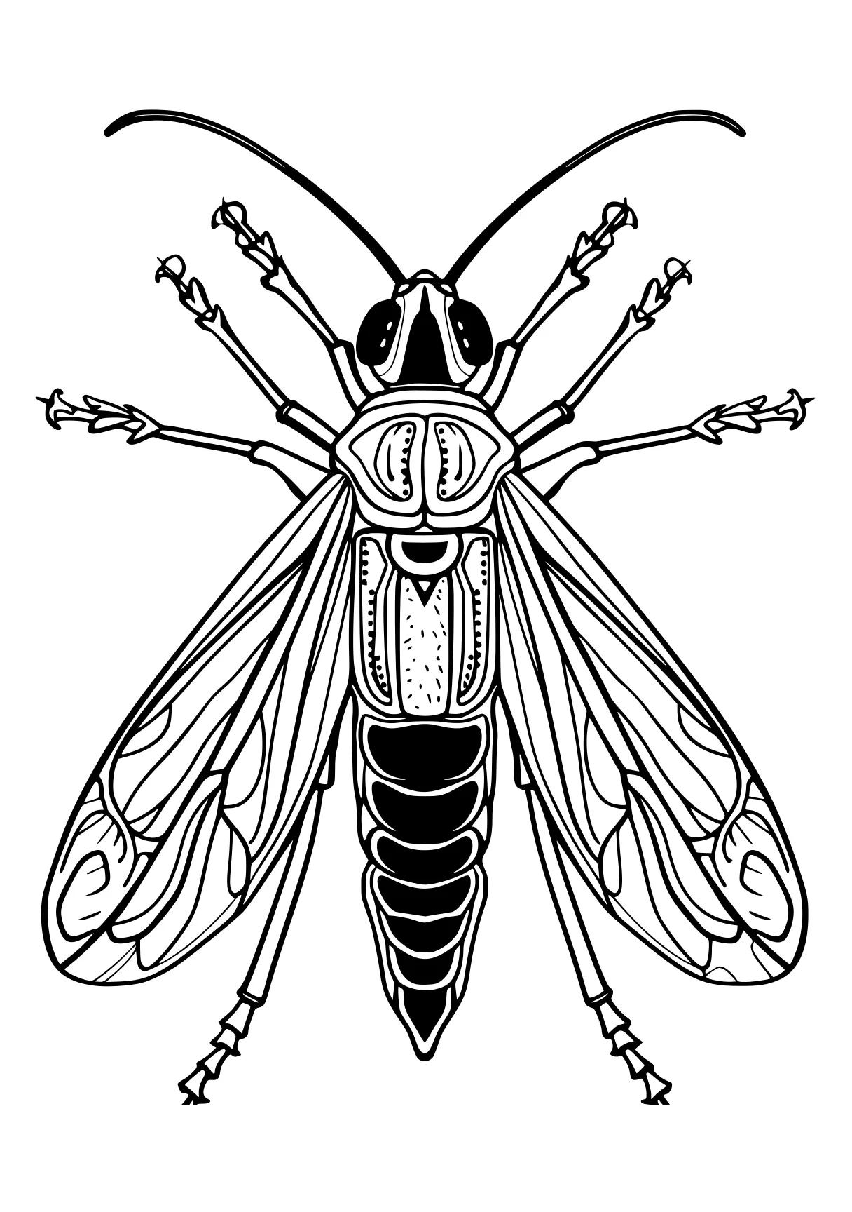 coloring pages insects insect, insects, bee, adult, size, free page downloads