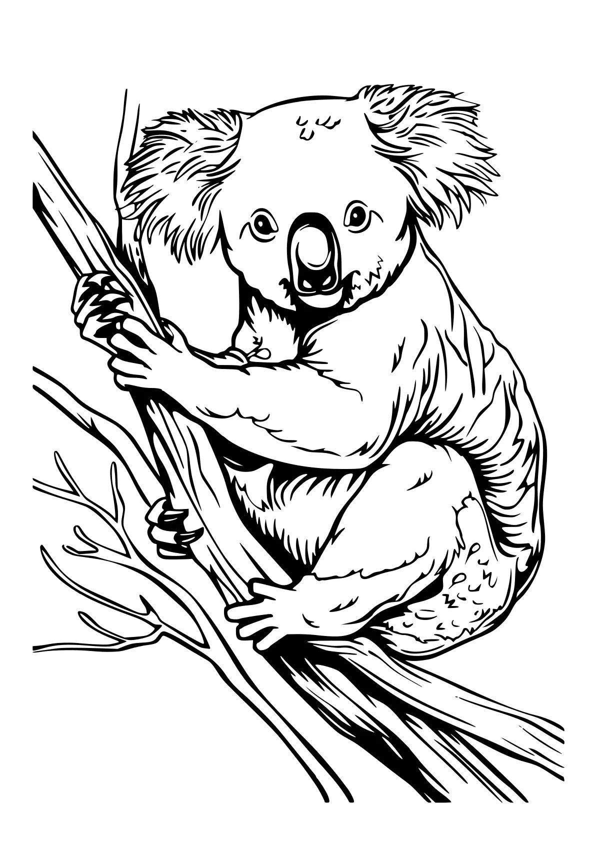 koala coloring page koala, bear, sloth, illustrator, madagascar, free downloads