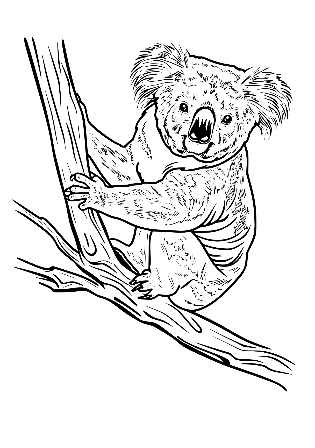 koala coloring page koala, sloth, bear, madagascar, free downloads