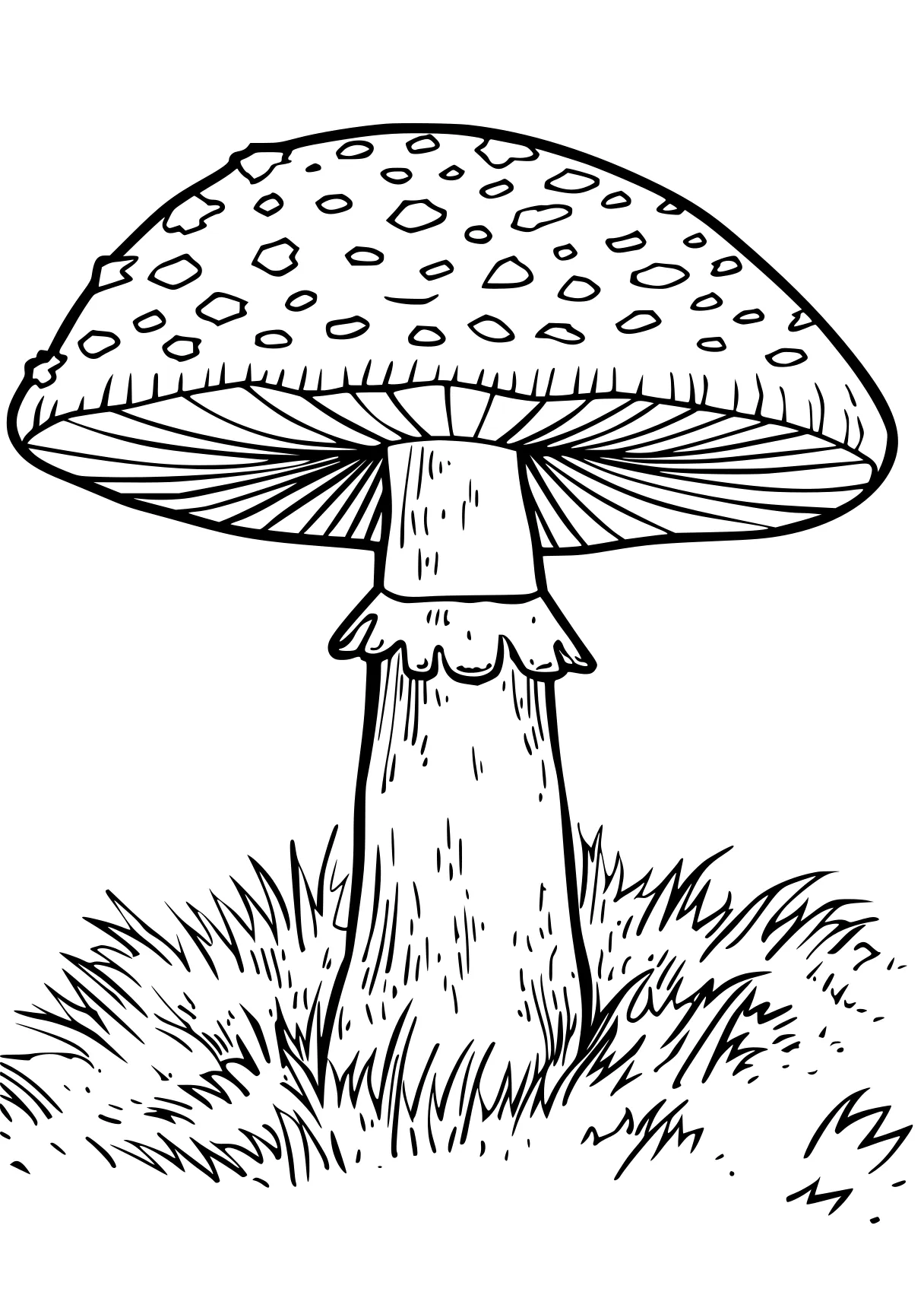 mushroom coloring page mushroom, size, middle, free downloads