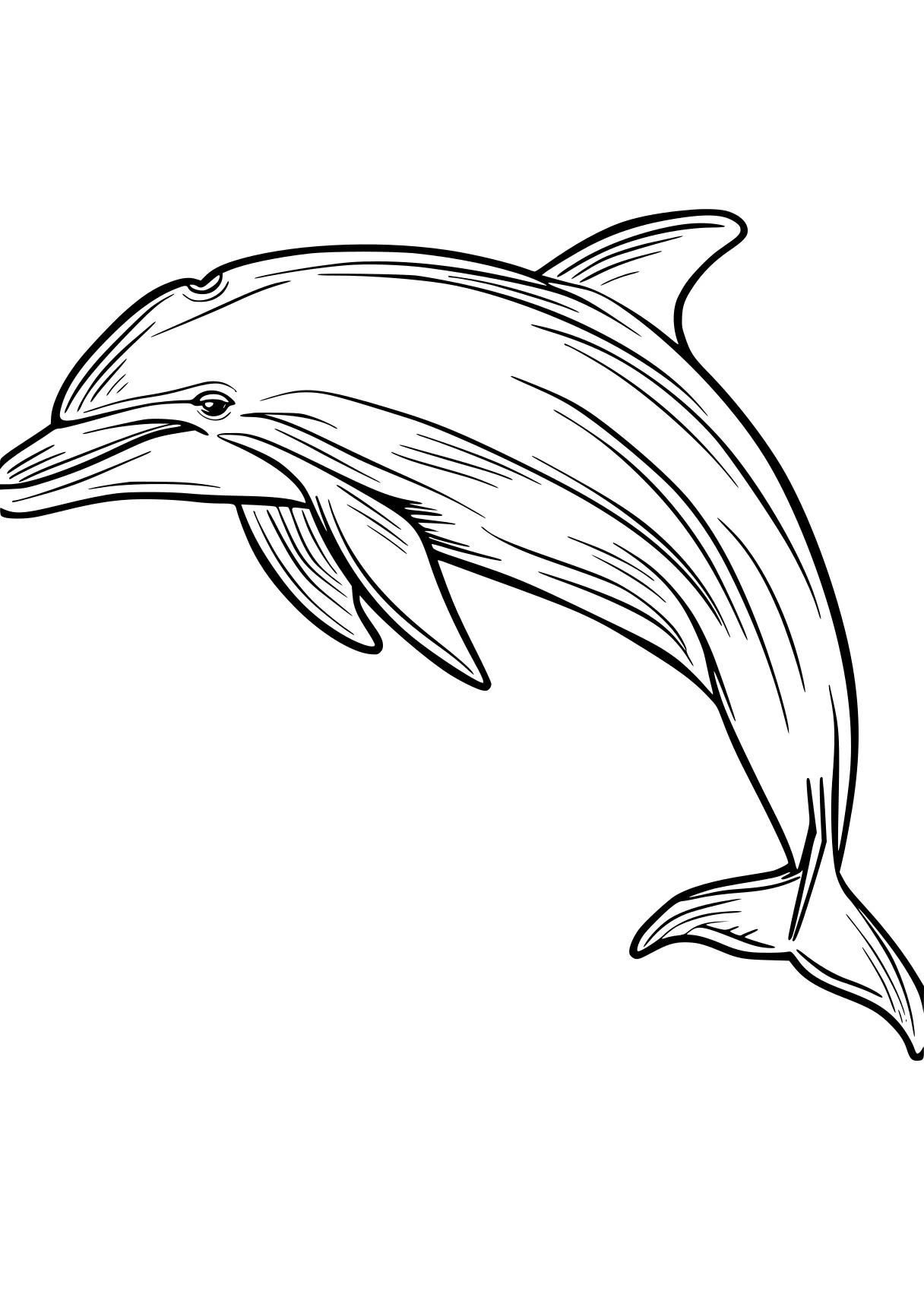 dolphin coloring pages dolphin, whale, whales, orca, narwhal, free page downloads