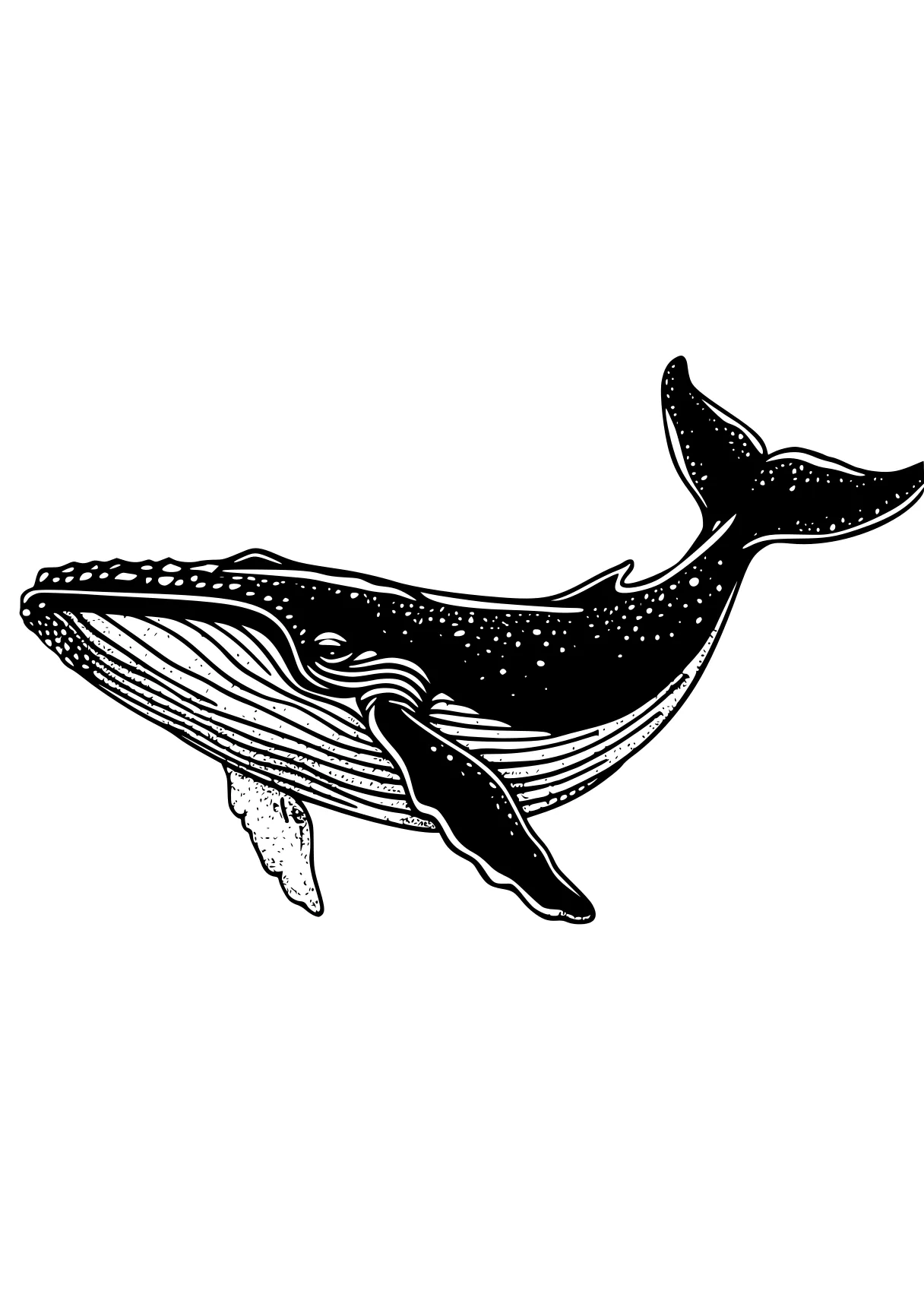 whale coloring page whales, orca, whale, dolphin, mosasaurus, free downloads