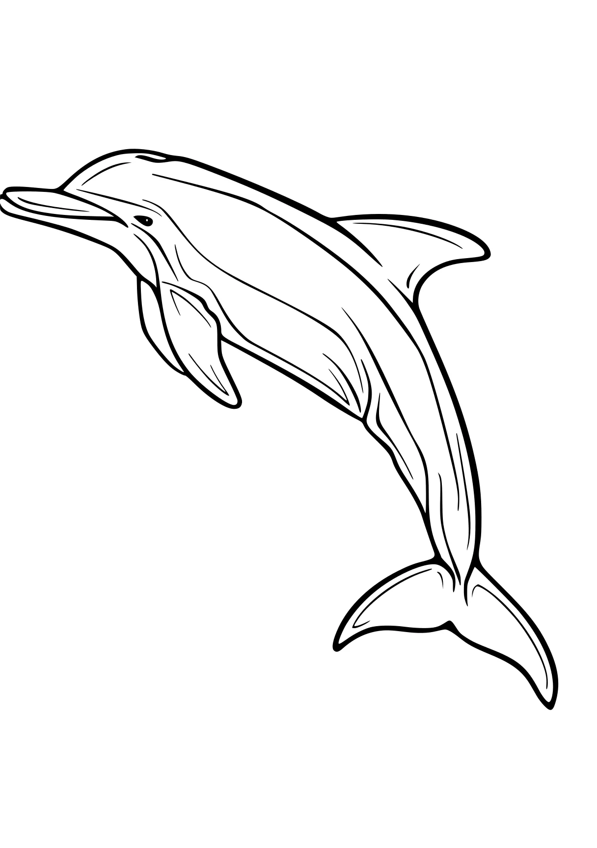 dolphin coloring sheet dolphin, whale, orca, whales, megalodon, free page downloads