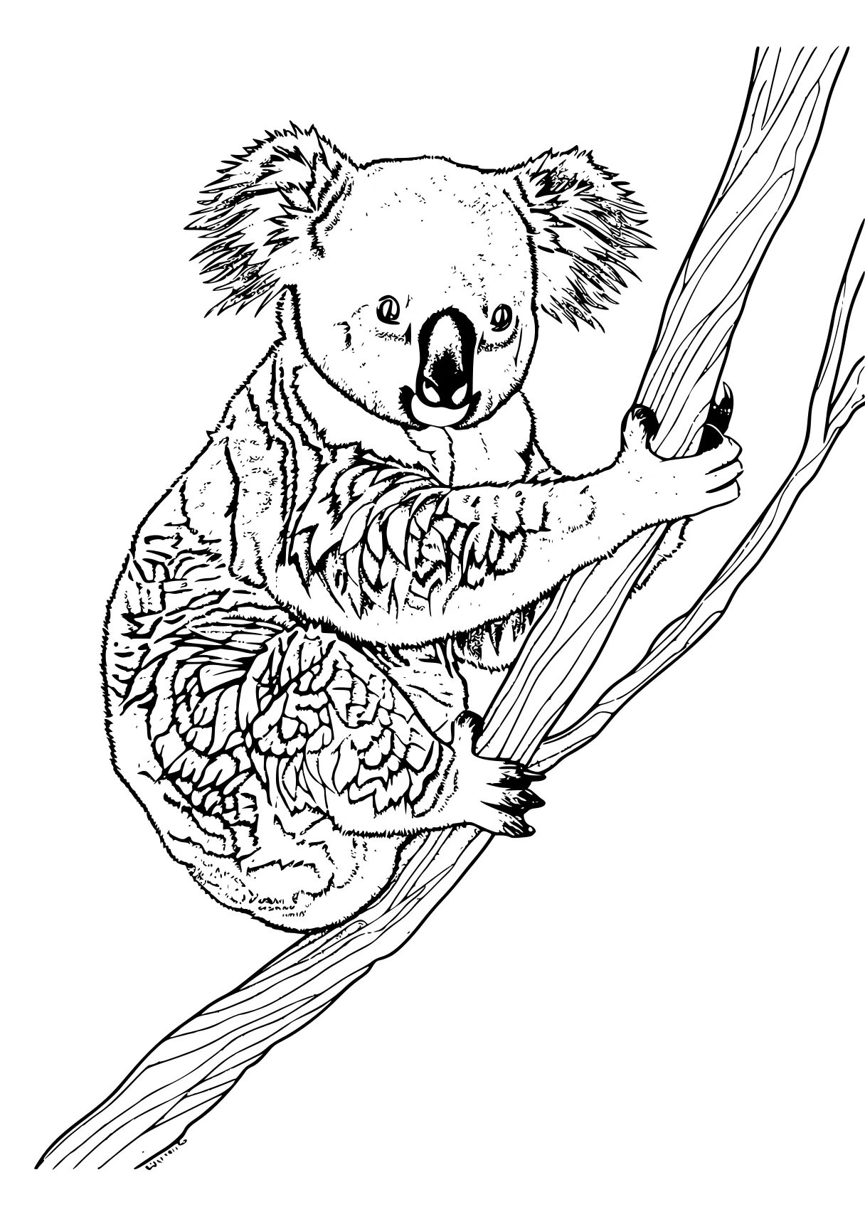 koala coloring pages koala, sloth, zentangle, free page downloads