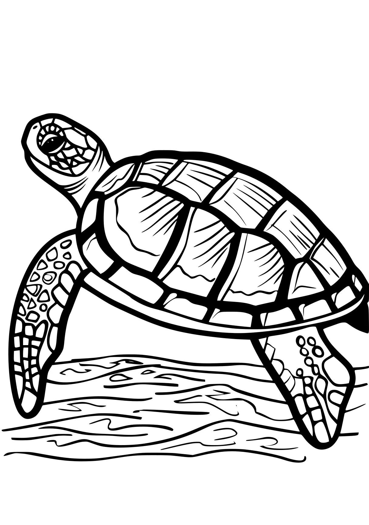 turtle pictures to color turtle, turtles, illustrator, patrol, squirtle, free coloring page downloads