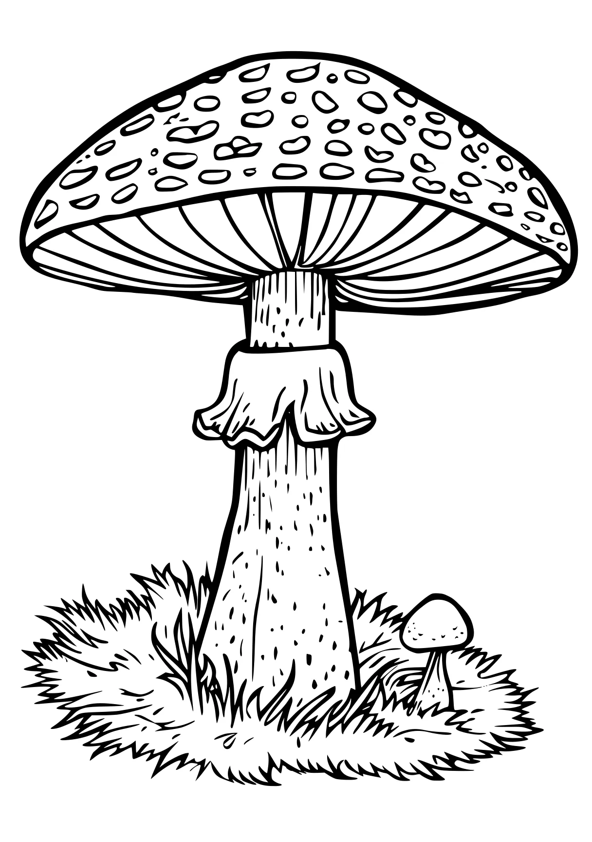 mushroom coloring page mushroom, illustrator, acorn, free downloads