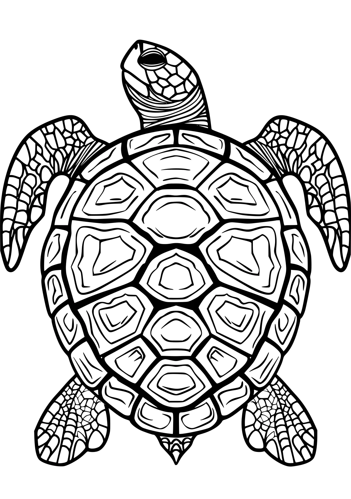 turtle coloring pages turtle, turtles, squirtle, free page downloads