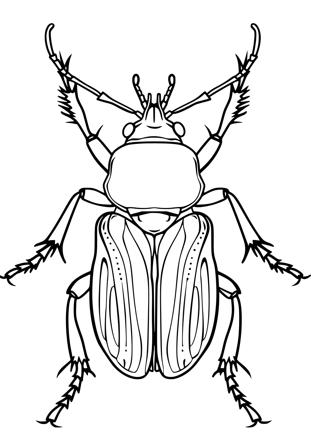 insect coloring pages insect, insects, adult, bugs, size, free page downloads