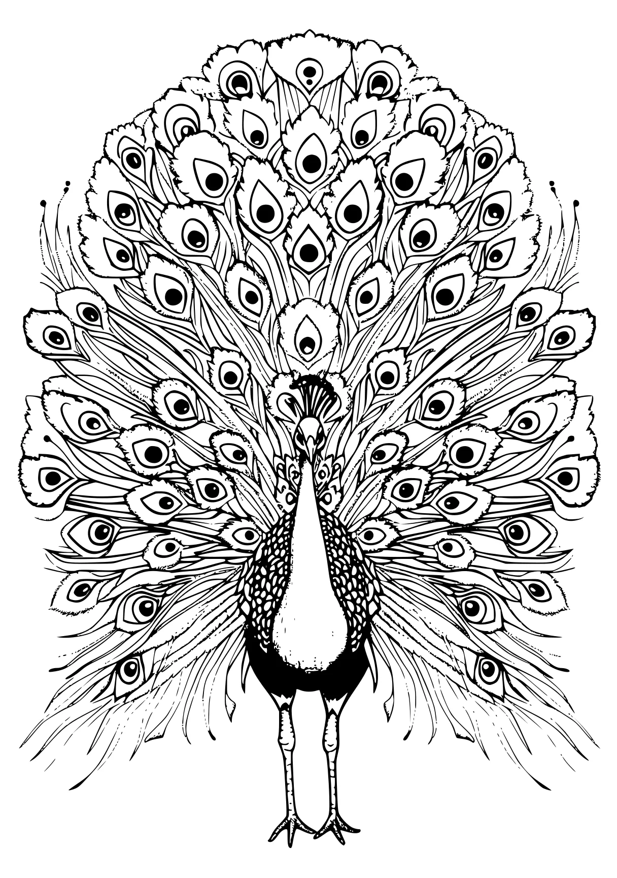 peacock coloring peacock, zentangle, feathers, rooster, free page downloads