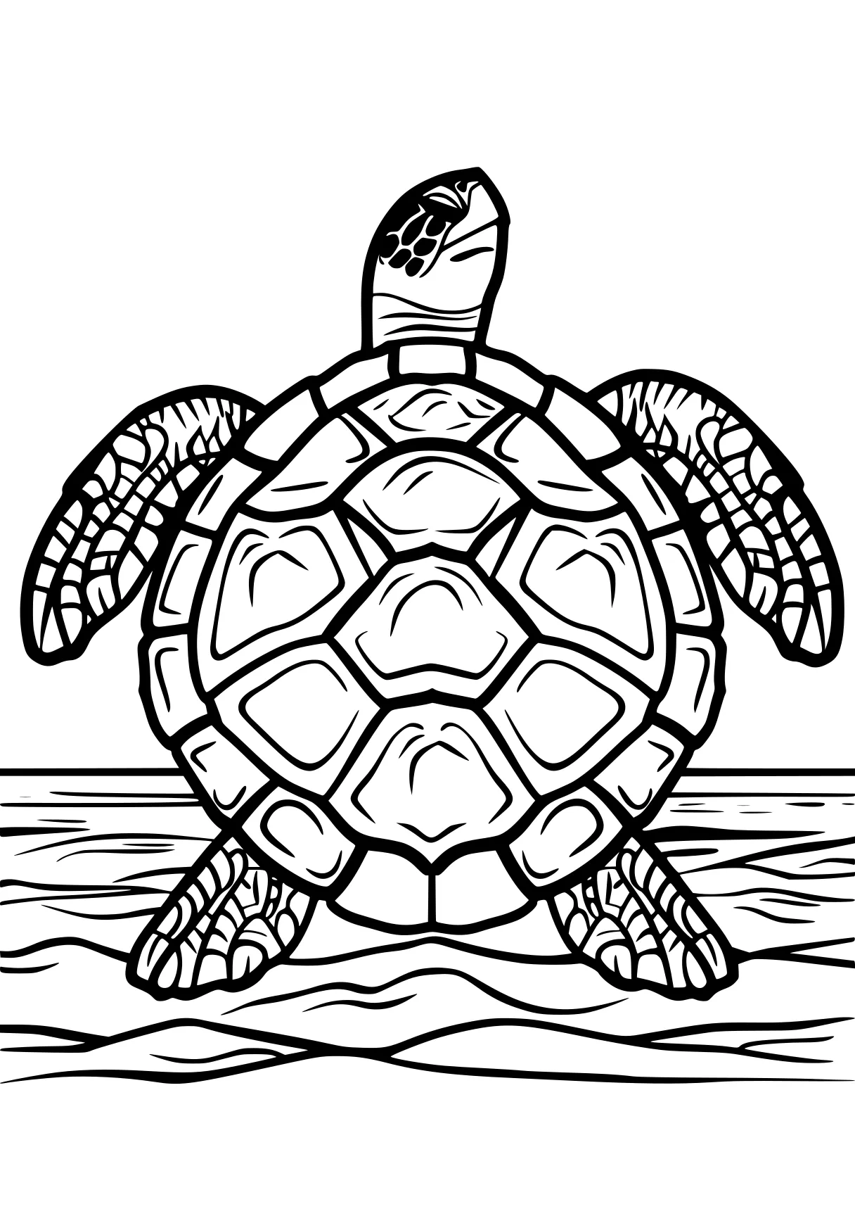 turtle pictures to color turtle, turtles, patrol, size, free coloring page downloads