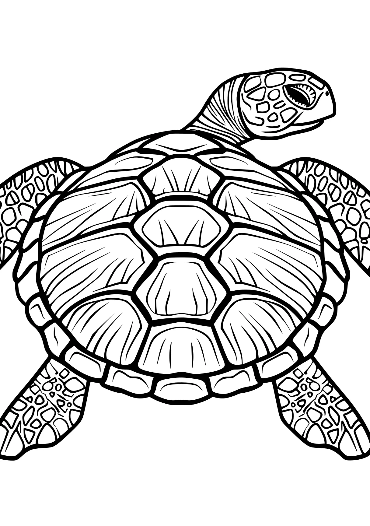 turtle pictures to color turtle, turtles, squirtle, free coloring page downloads