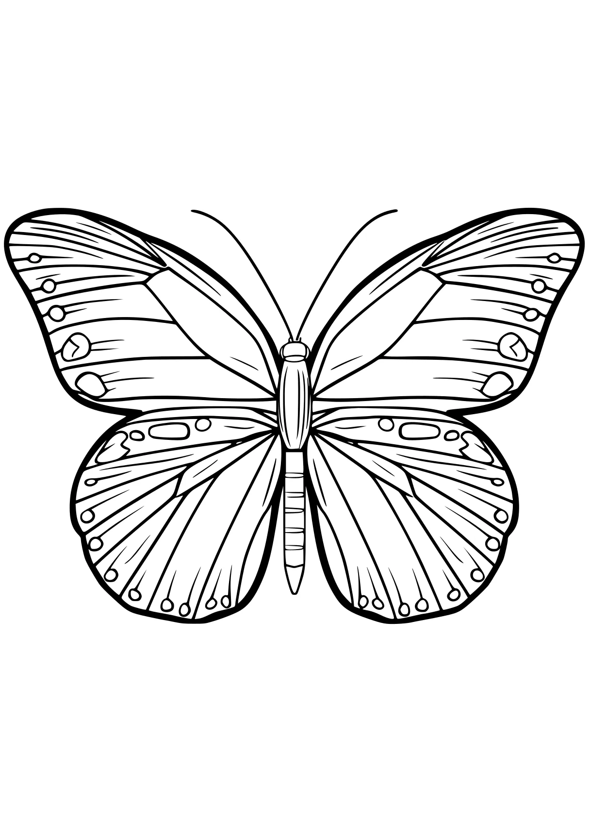 butterfly coloring butterfly, butterflies, insect, adult, insects, free page downloads