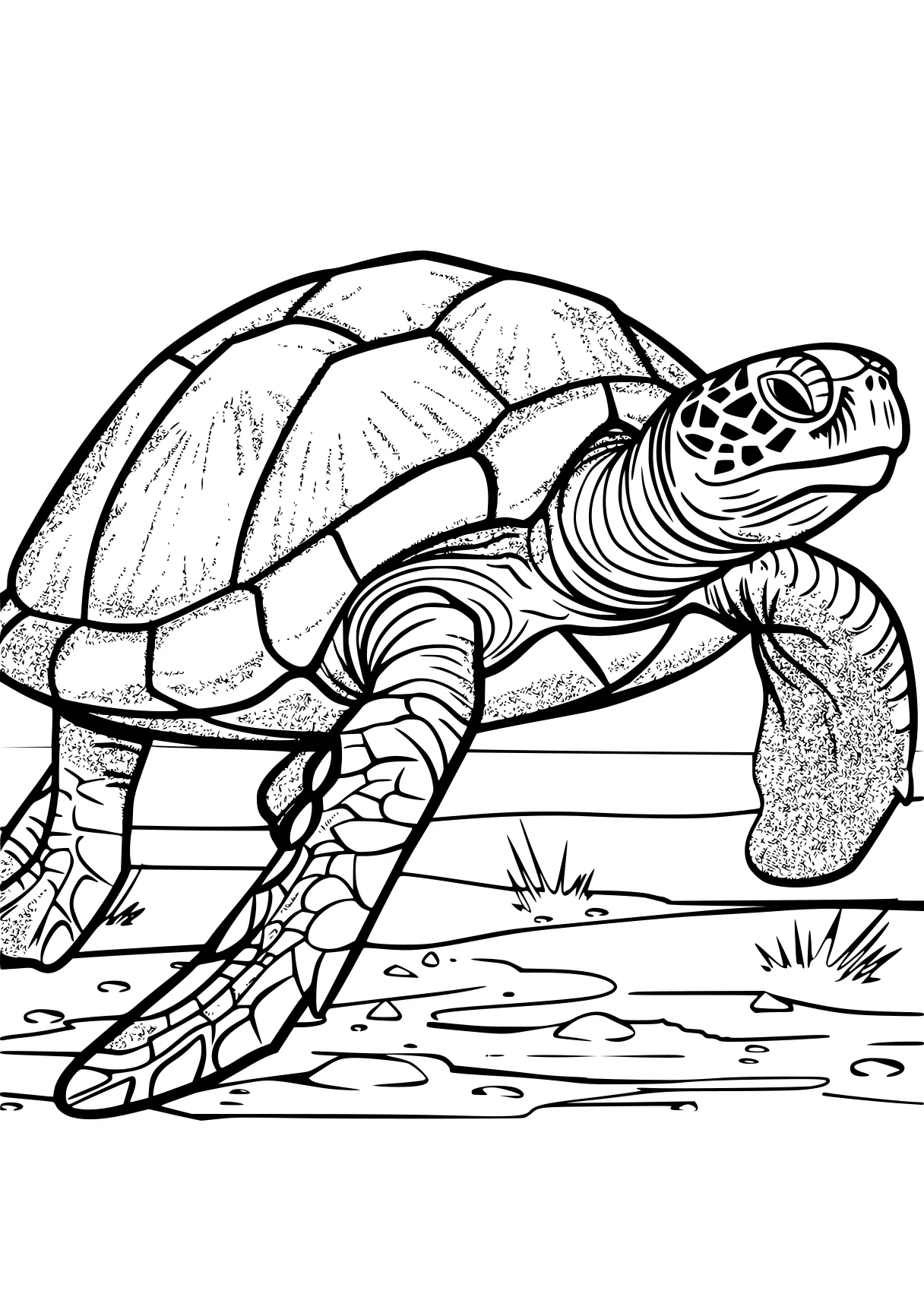 turtle pictures to color turtle, turtles, ankylosaurus, biollante, free coloring page downloads