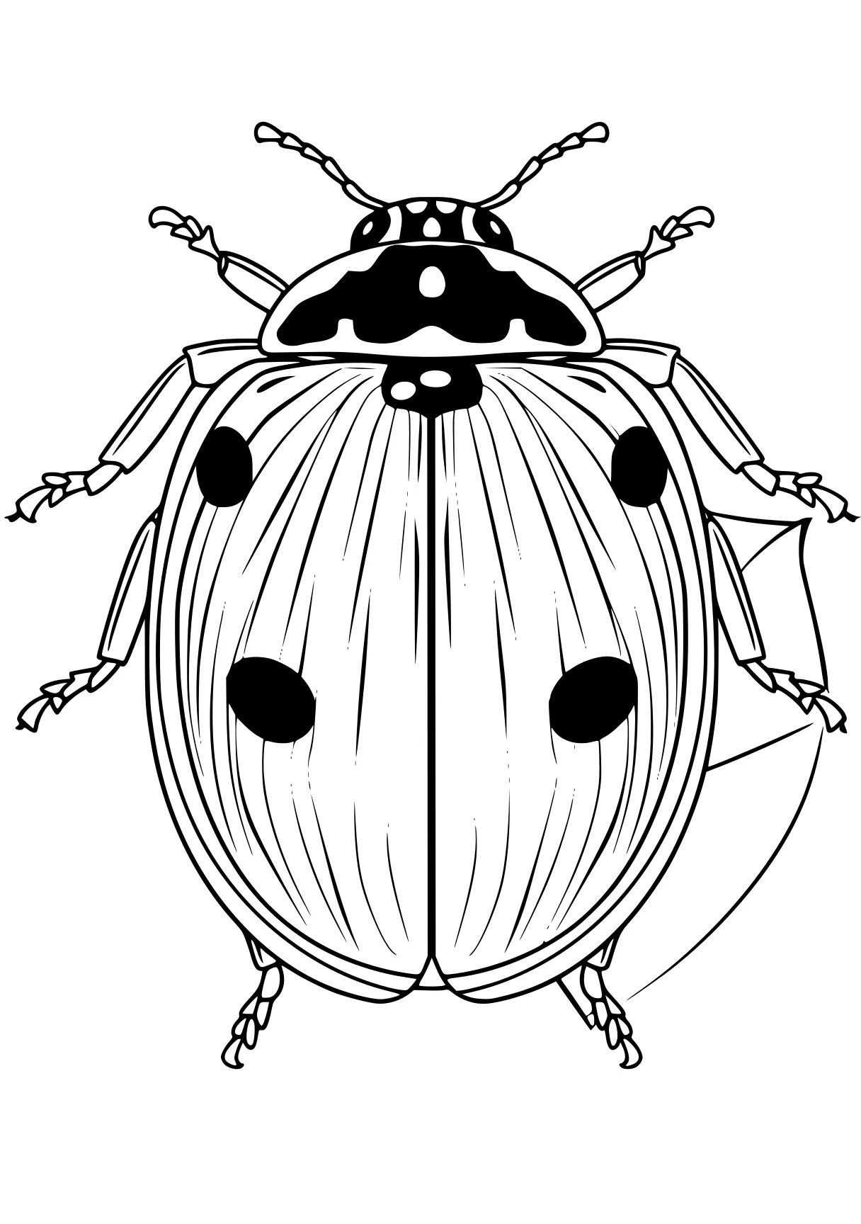 ladybug coloring sheets ladybug, insect, bee, insects, size, free page downloads