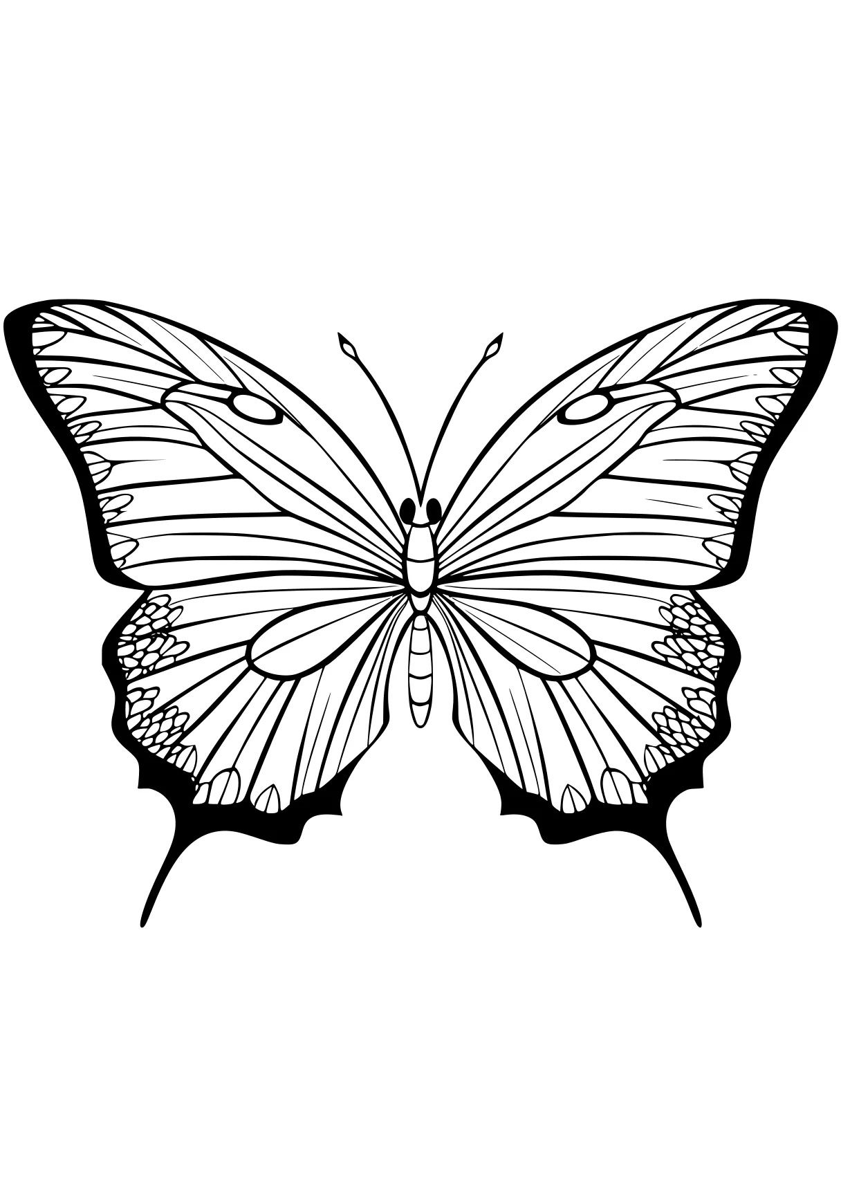 butterfly coloring sheet butterfly, butterflies, adult, insect, size, free page downloads