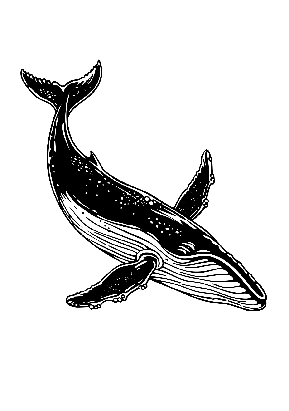 whale coloring pages orca, whale, dolphin, narwhal, whales, free page downloads