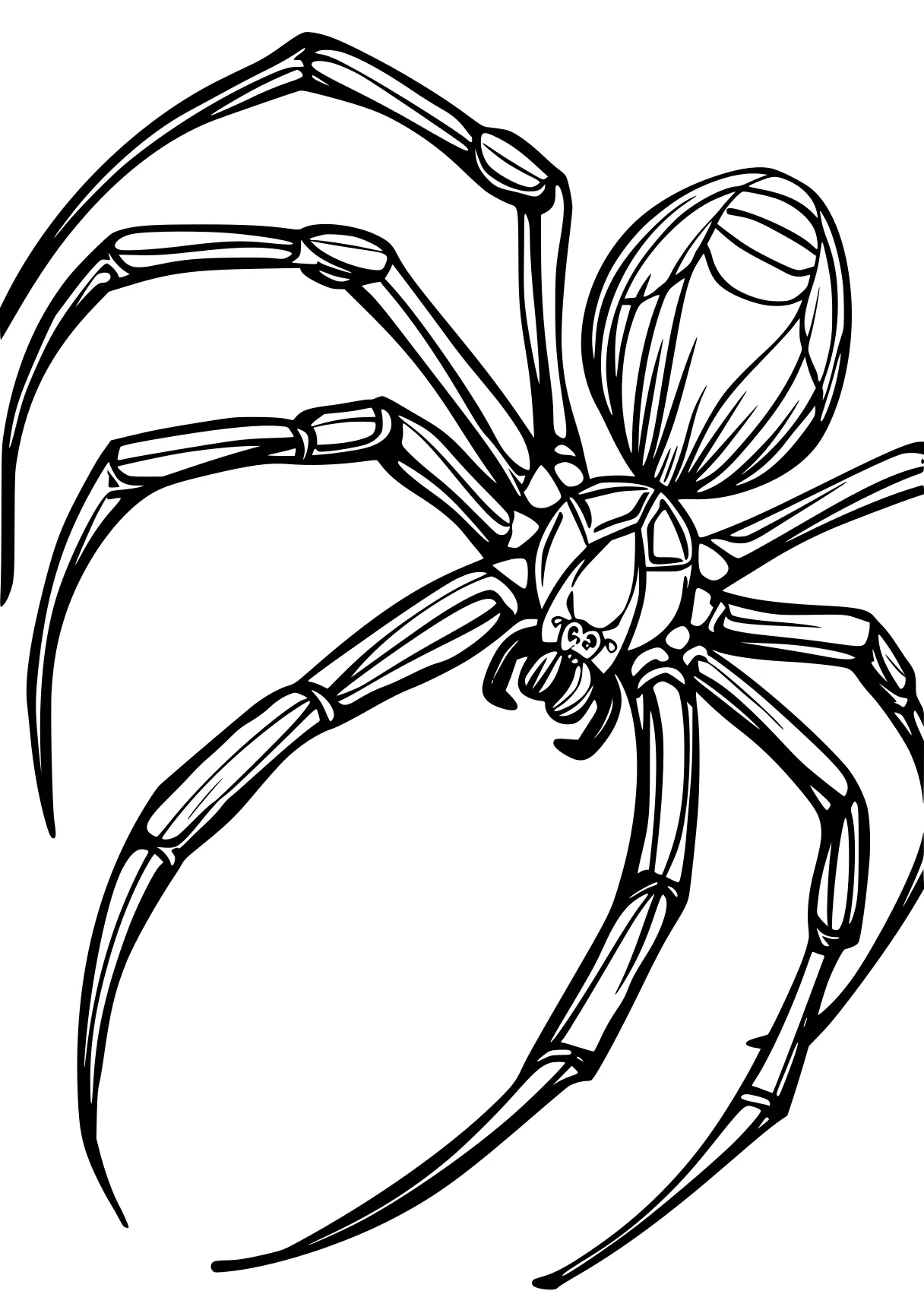 spider coloring page spider, crawler, insect, widow, spidey, free downloads