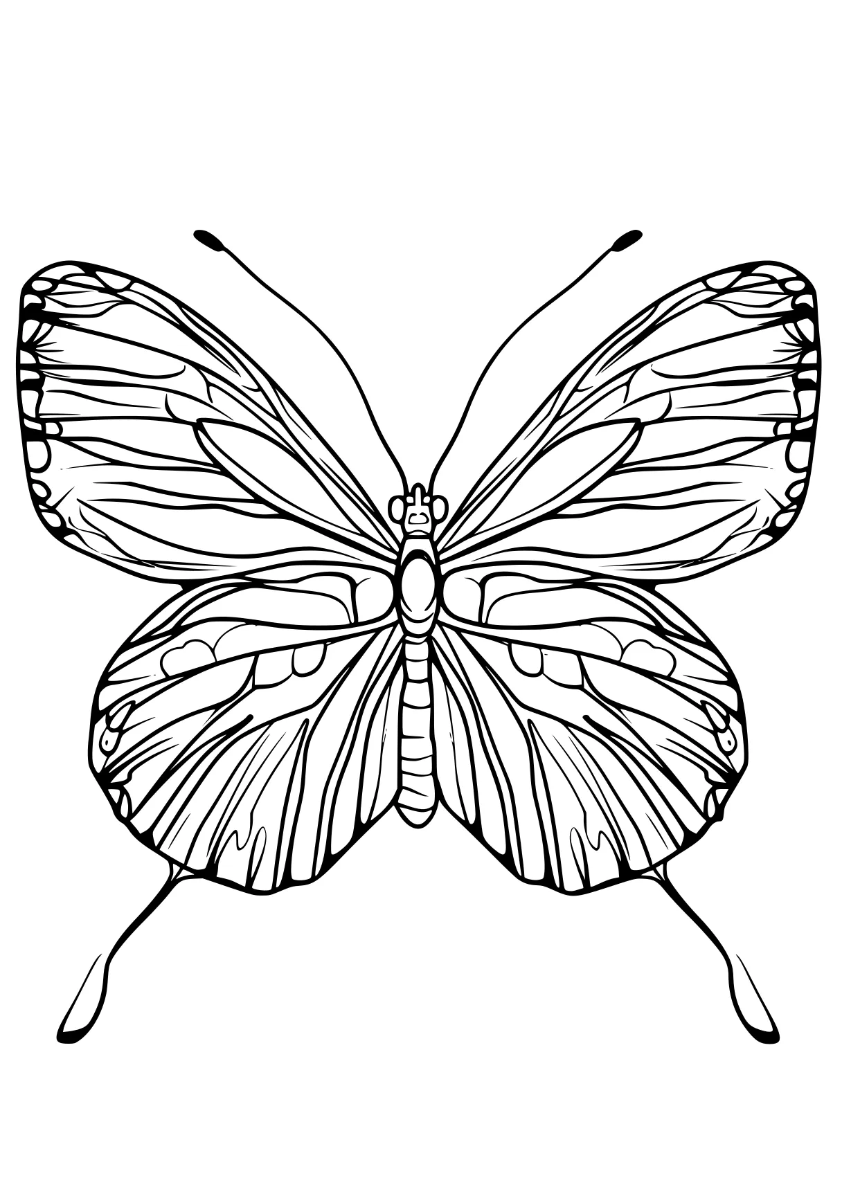 butterfly coloring adult, butterfly, insect, insects, butterflies, free page downloads