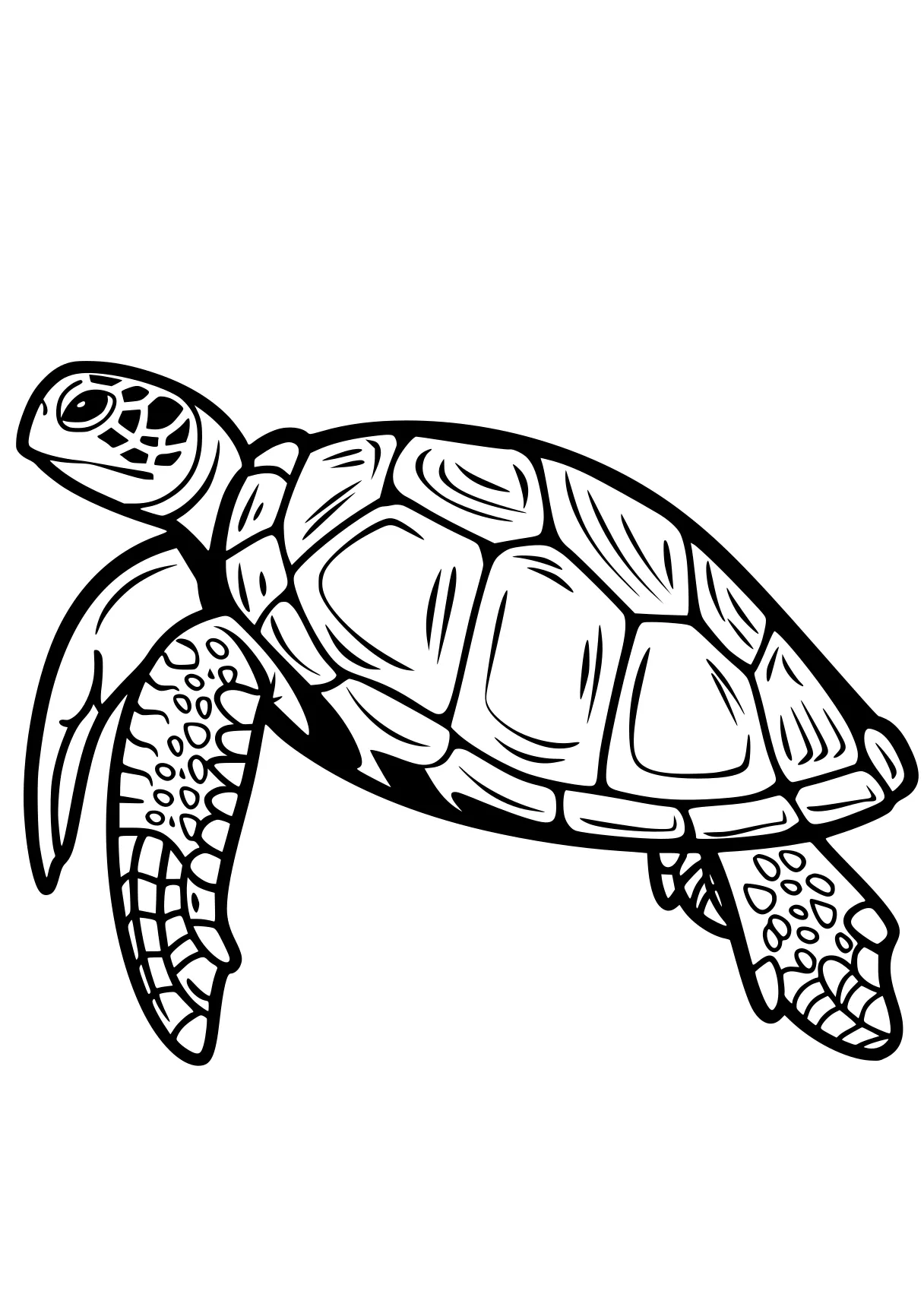 turtle coloring sheet turtle, turtles, patrol, size, illustrator, free page downloads