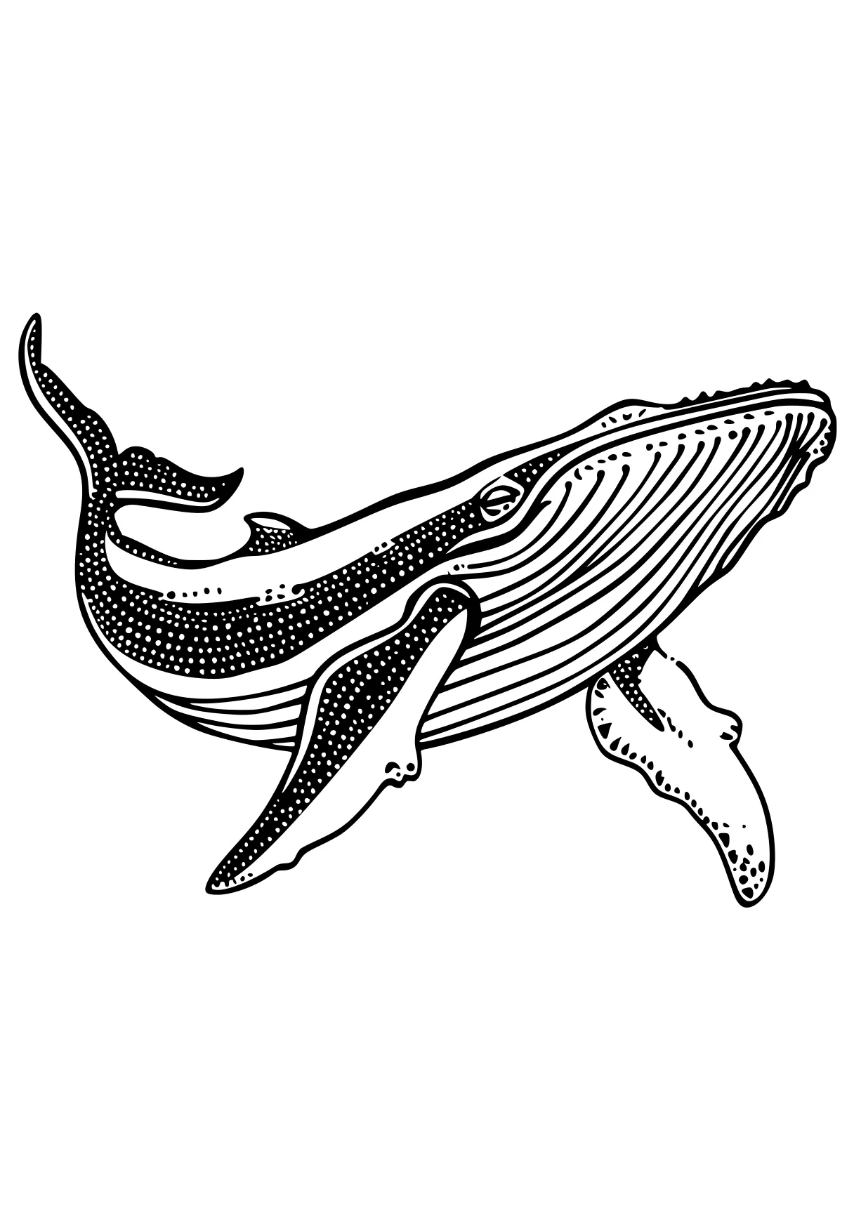 whale coloring page whale, whales, orca, dolphin, mosasaurus, free downloads