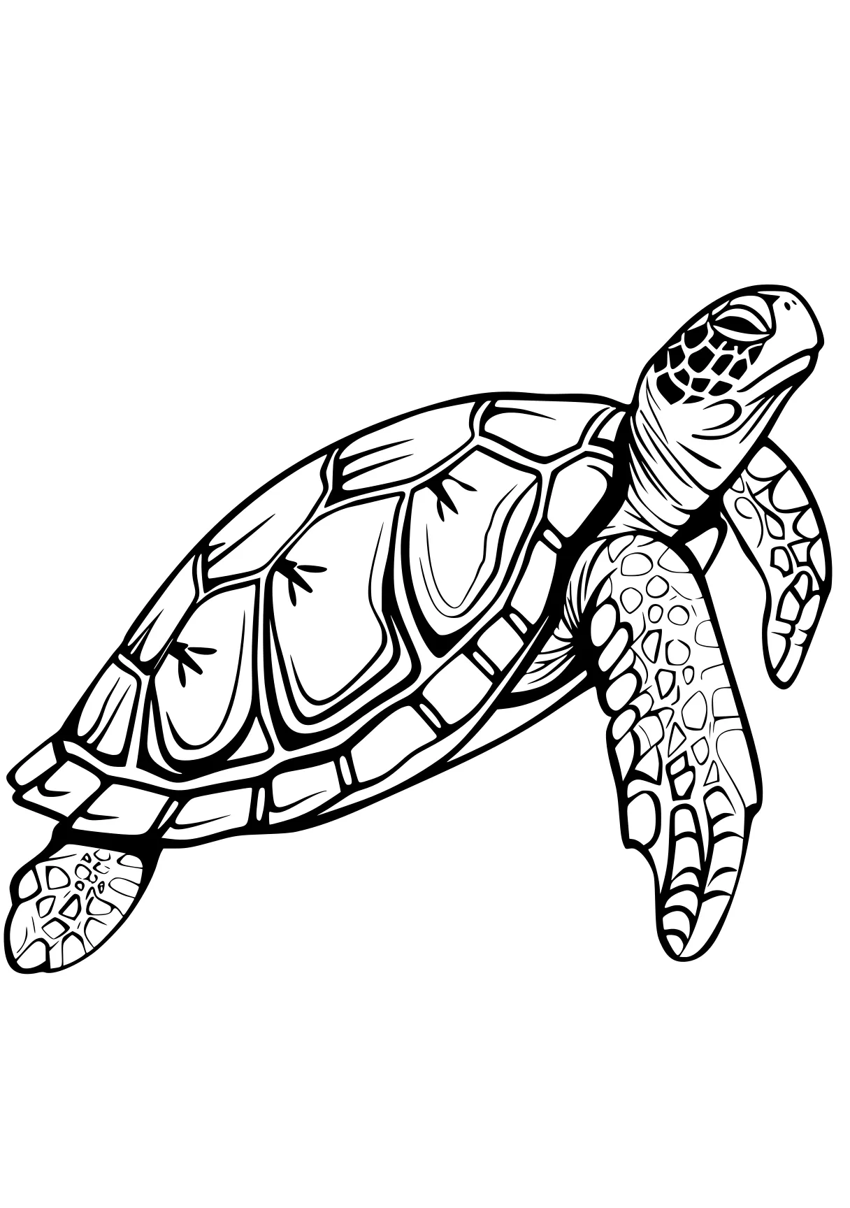 turtle coloring pages turtle, turtles, ankylosaurus, patrol, size, free page downloads