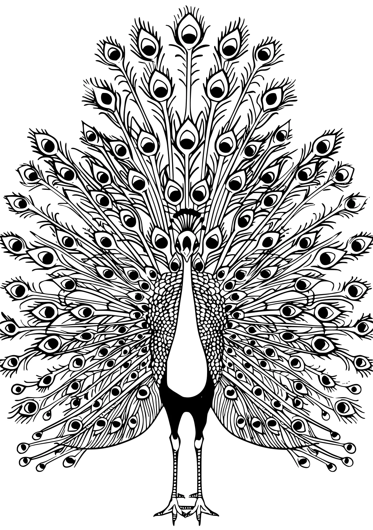 peacock coloring peacock, zentangle, feathers, intricate, free page downloads