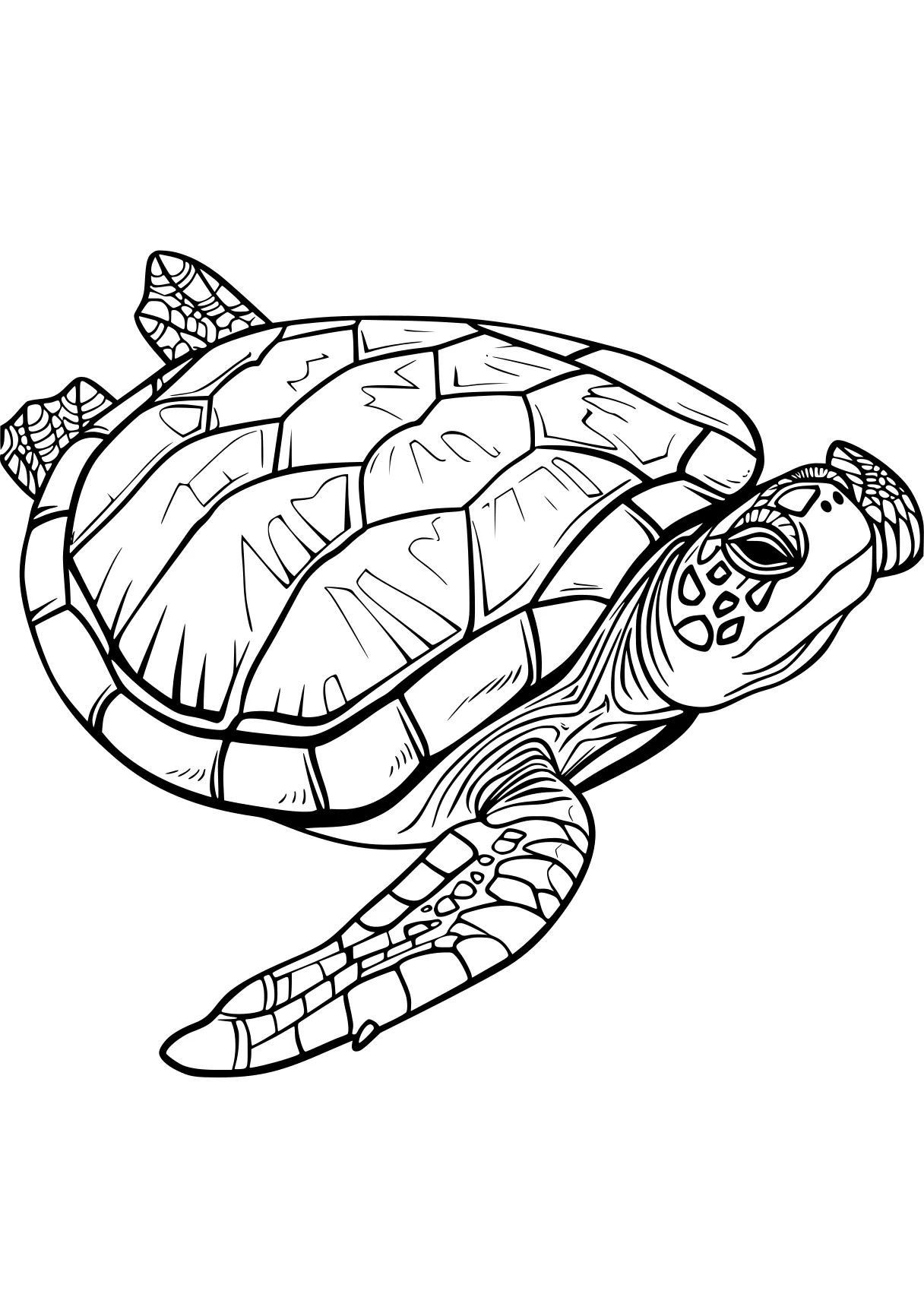 turtle coloring sheet turtle, turtles, ankylosaurus, biollante, patrol, free page downloads