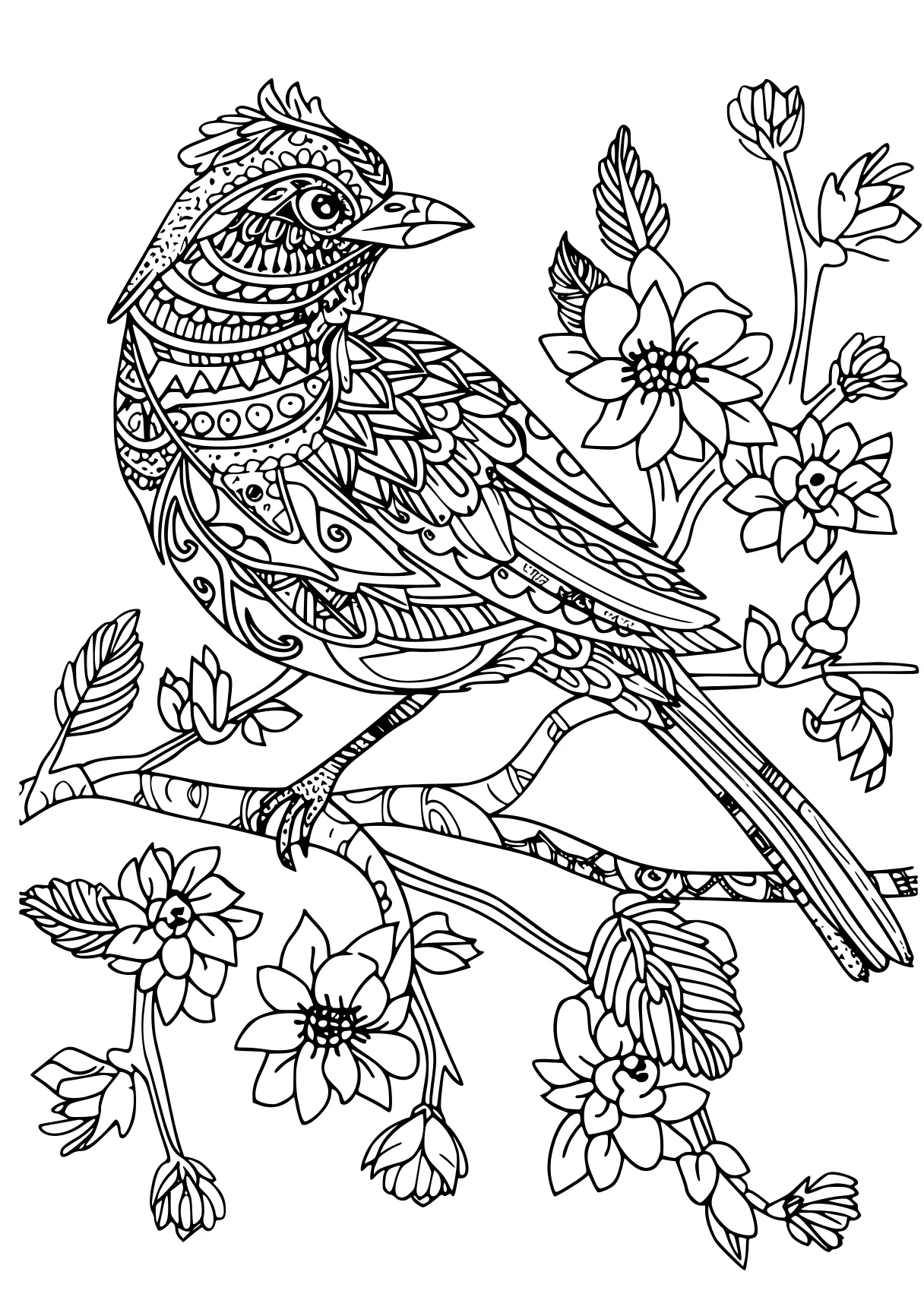 coloring pages for adults animals, bird, illustrator, birds, free page downloads