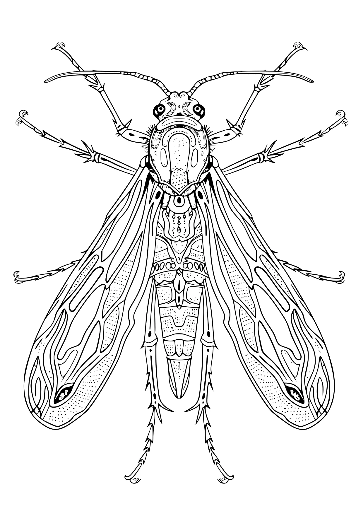 coloring pages insects insect, adult, insects, skeleton, bee, free page downloads