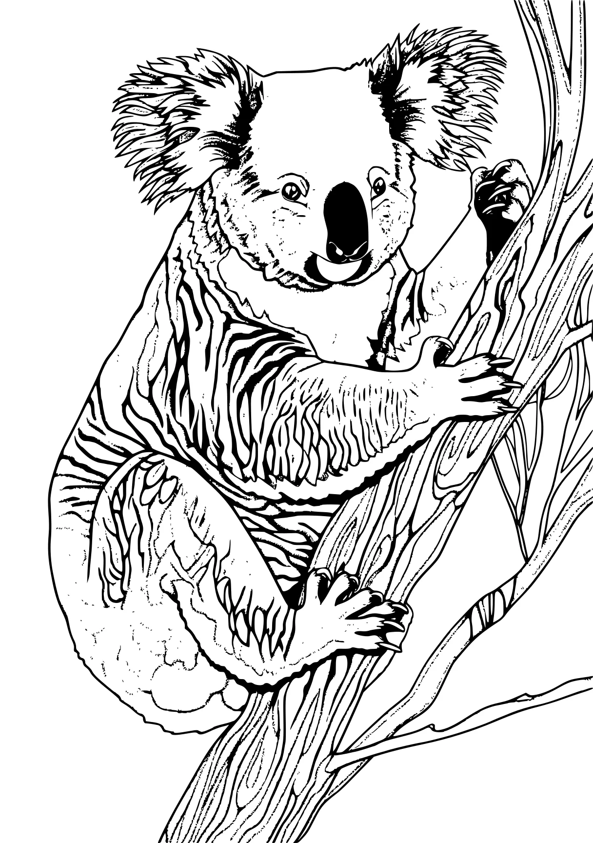 koala coloring pages koala, raccoon, sloth, racoon, hedgehog, free page downloads