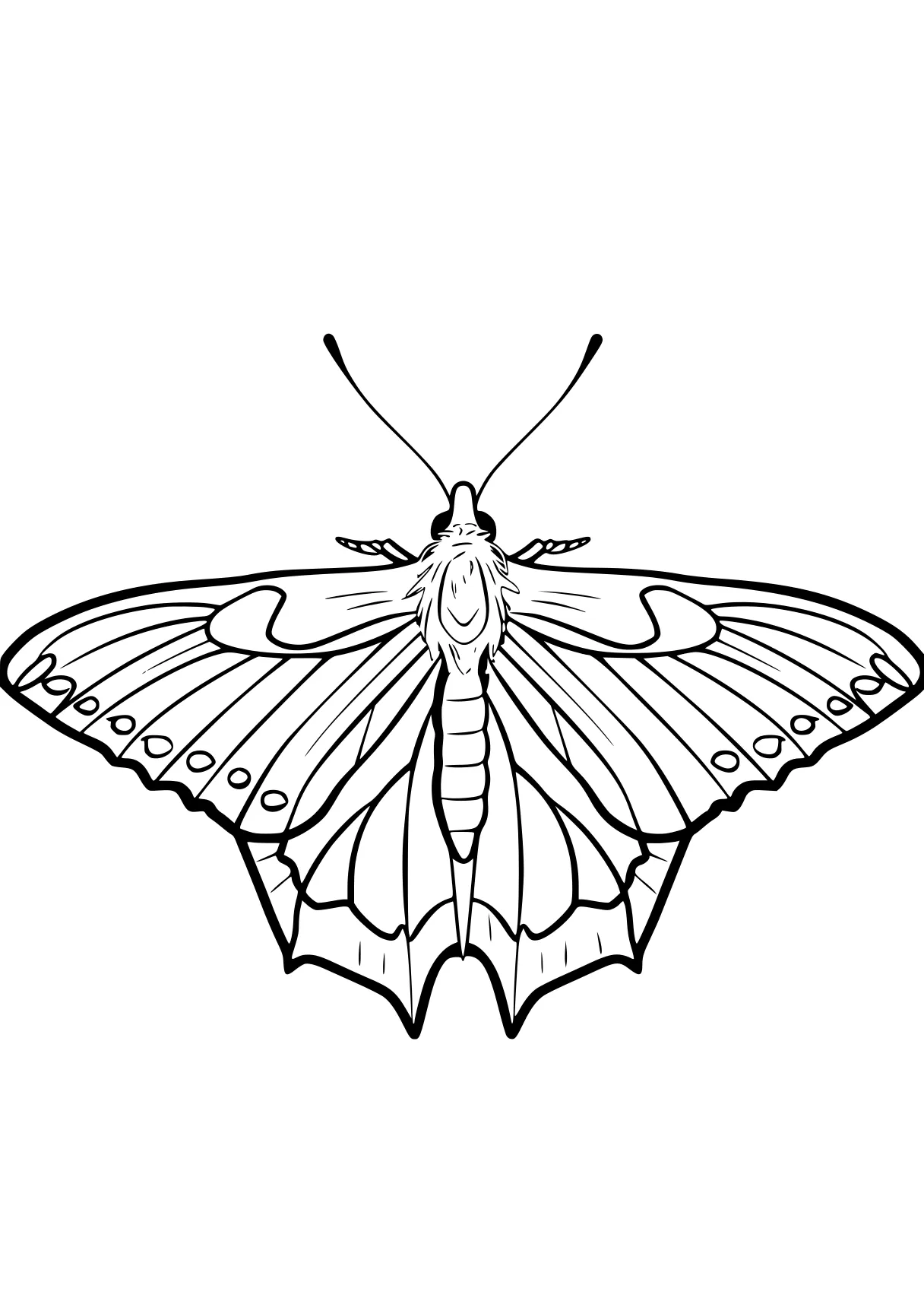 butterfly coloring sheet adult, butterfly, insect, size, bat, free page downloads