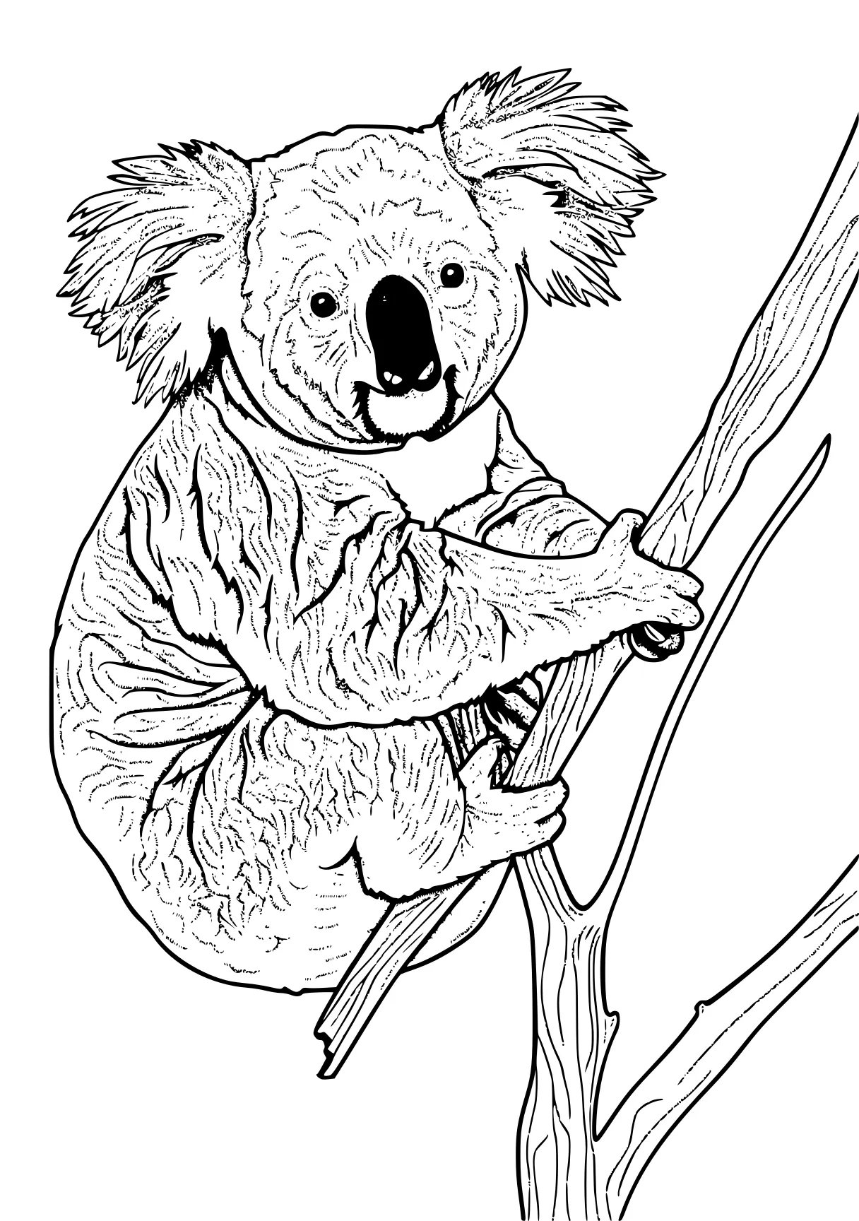 koala coloring pages koala, bear, bears, free page downloads