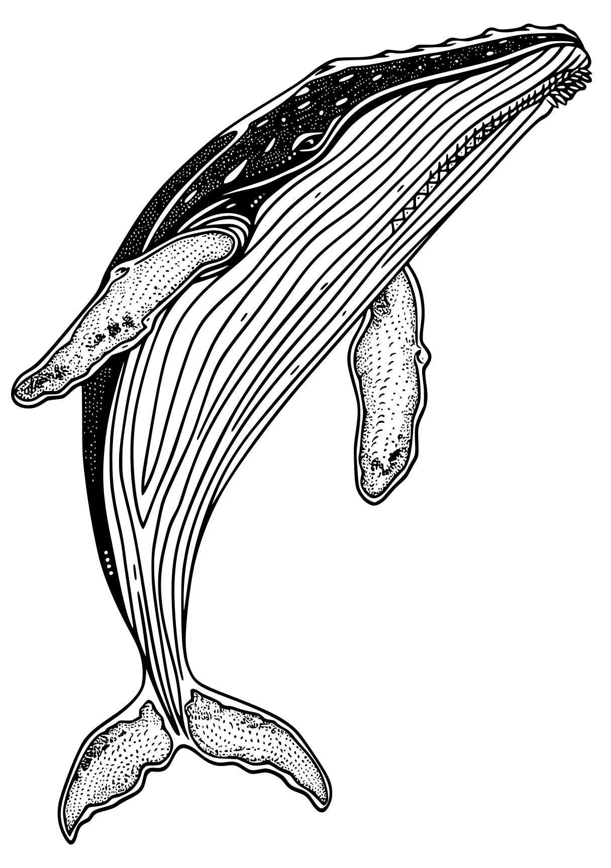 whale coloring pages whale, dolphin, orca, whales, narwhal, free page downloads