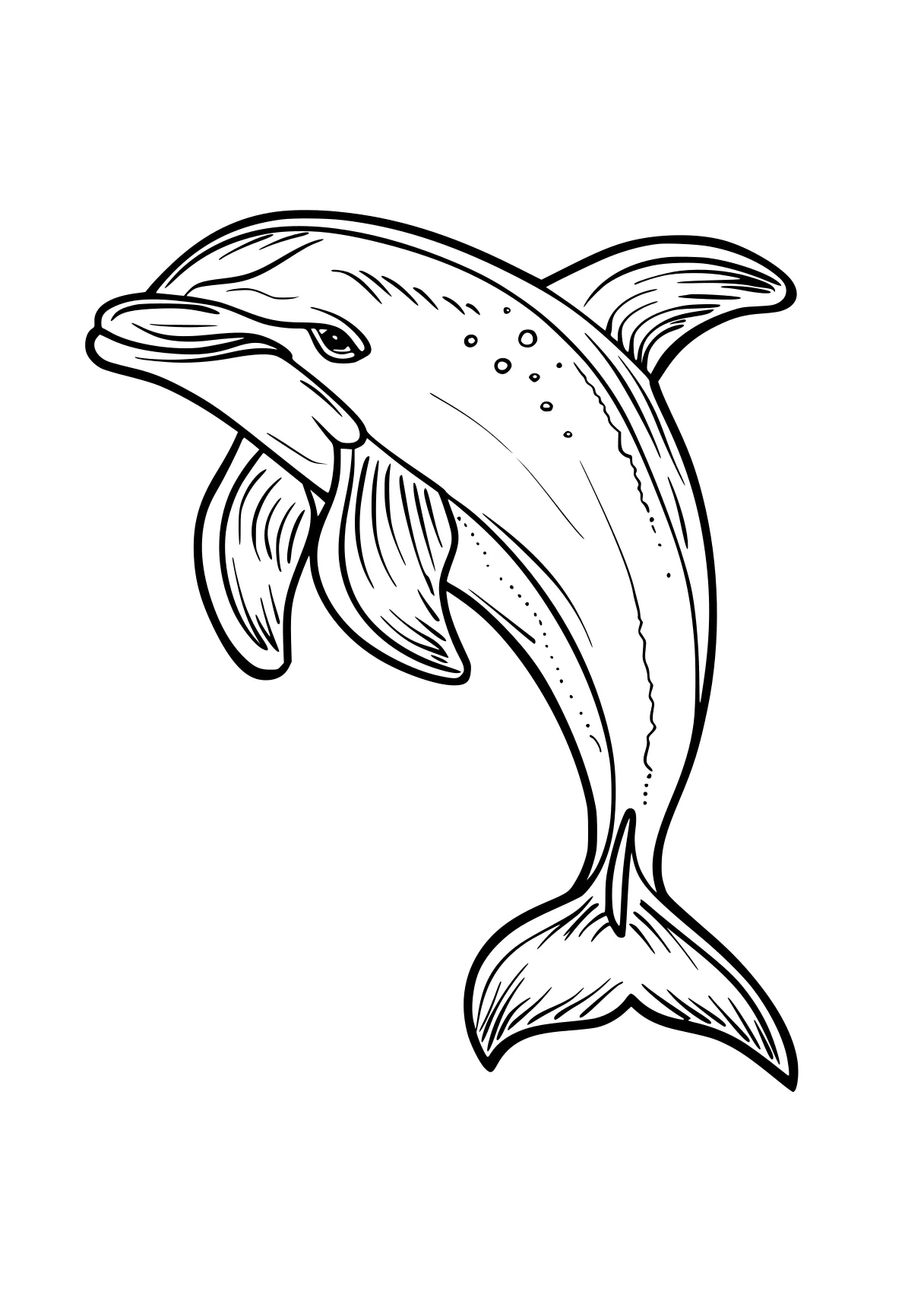 dolphin coloring sheet dolphin, fish, whale, whales, narwhal, free page downloads