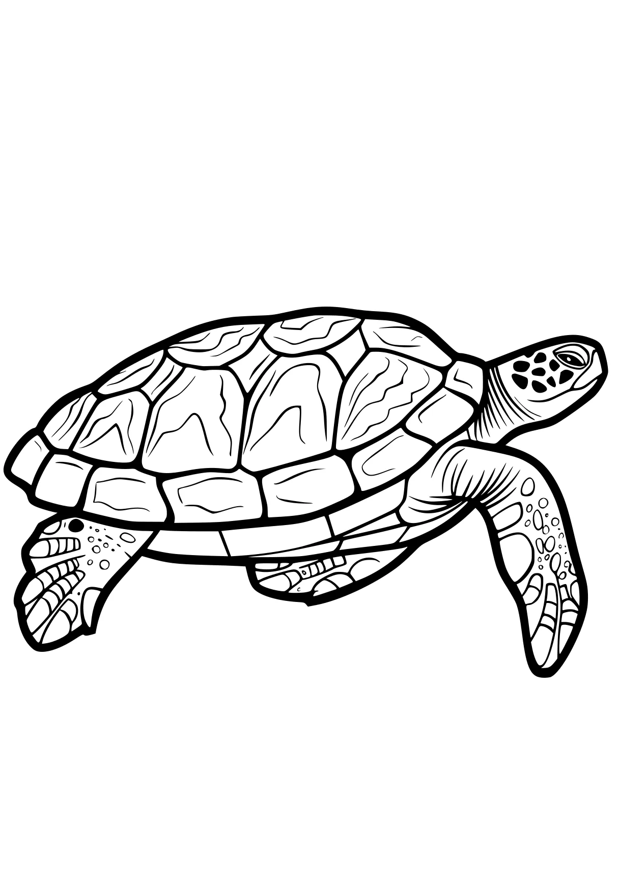 turtle pictures to color turtle, turtles, ankylosaurus, patrol, illustrator, free coloring page downloads