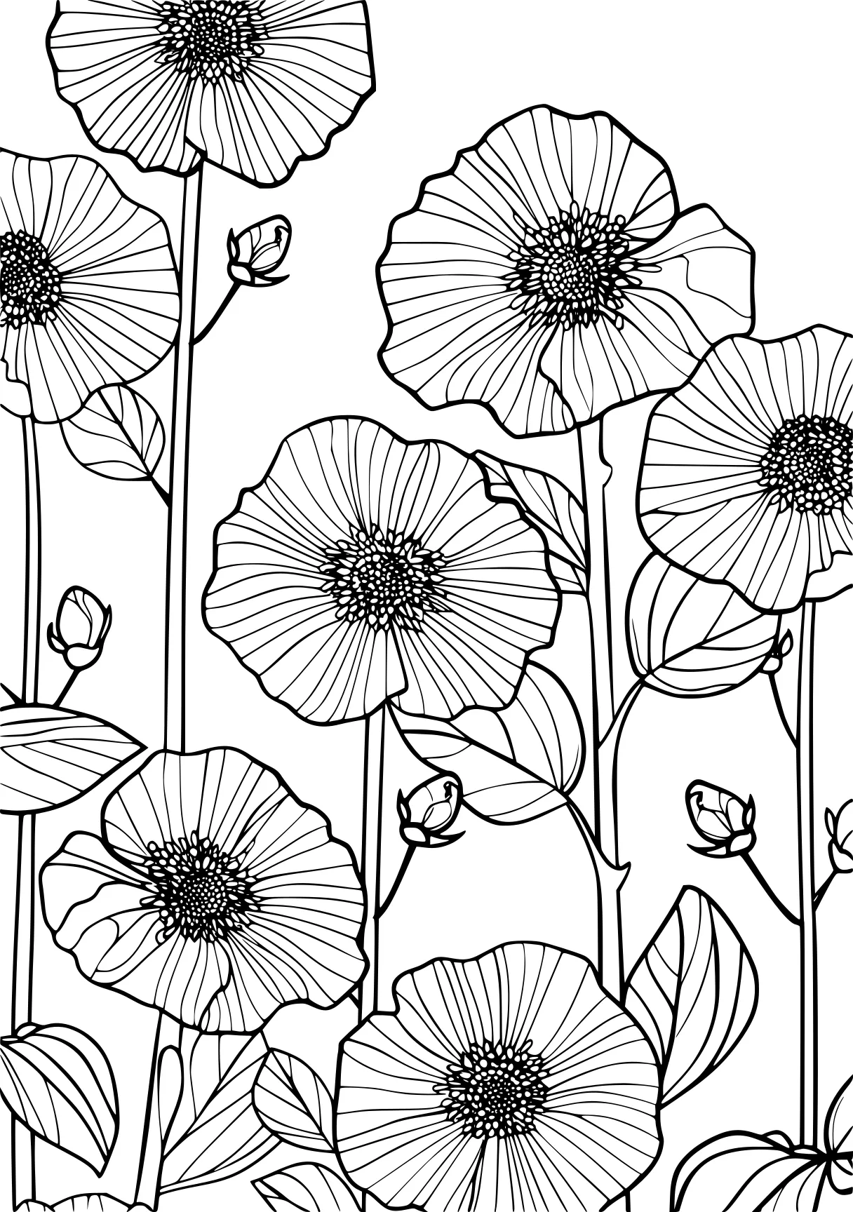 floral coloring pages, poppy, printables, flowers, free page downloads