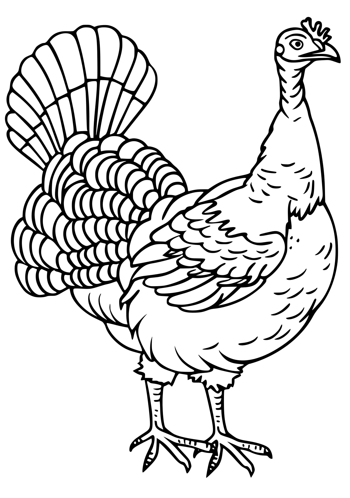 turkey pictures to color rooster, turkey, size, peacock, free coloring page downloads