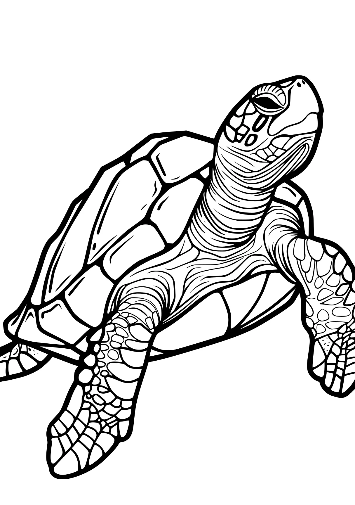 turtle coloring pages turtle, turtles, squirtle, free page downloads