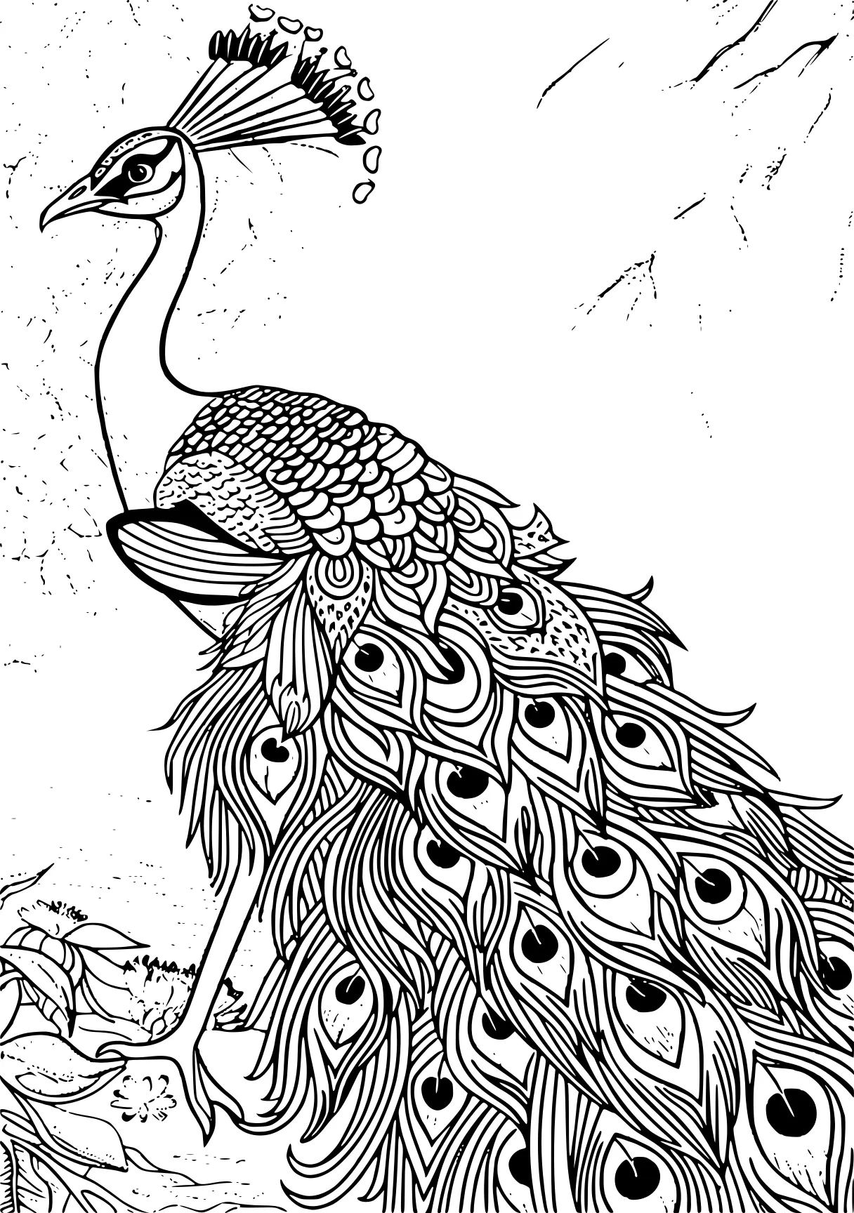 peacock coloring peacock, zentangle, feathers, free page downloads