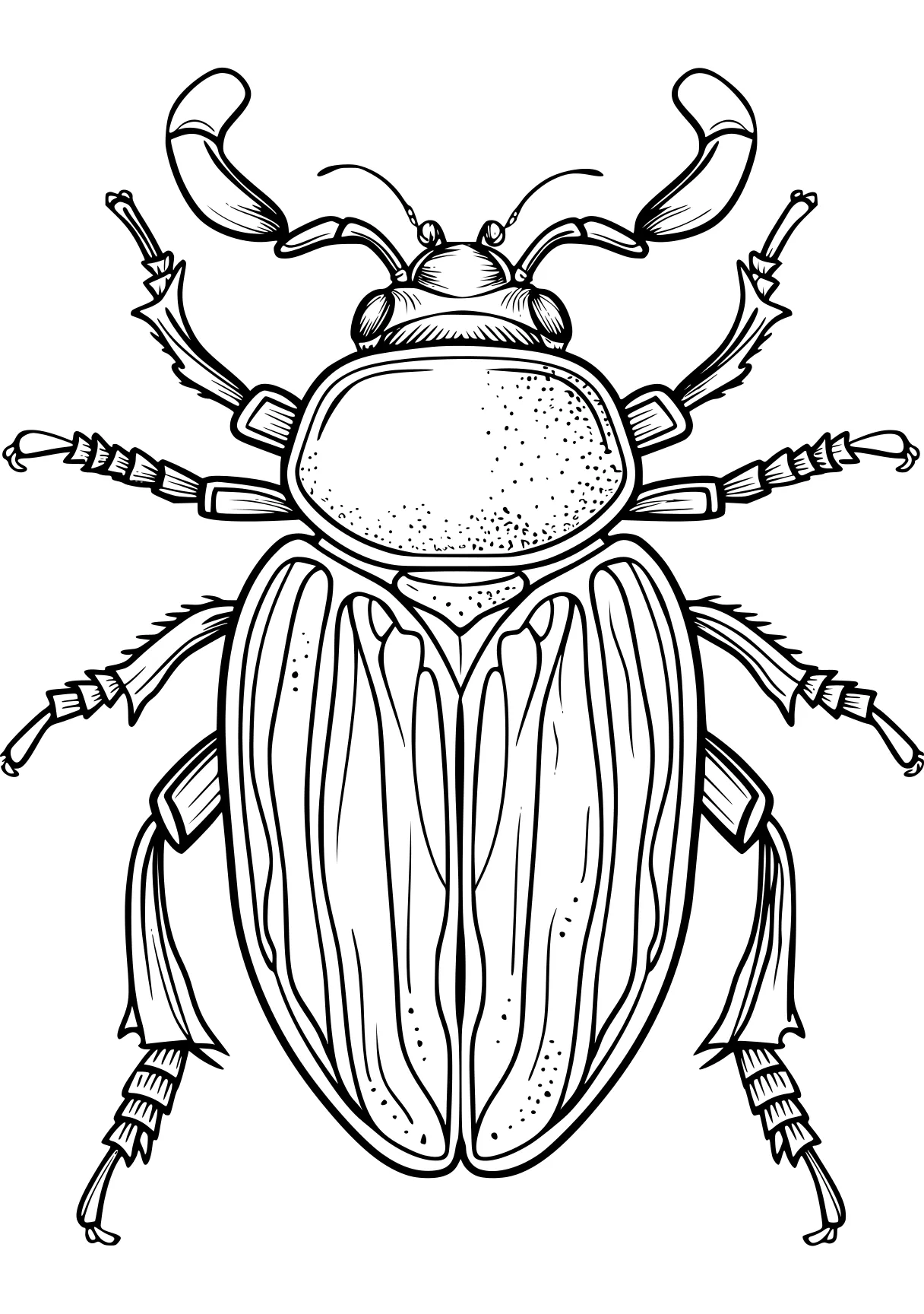 insect coloring pages insect, insects, bee, size, adult, free page downloads