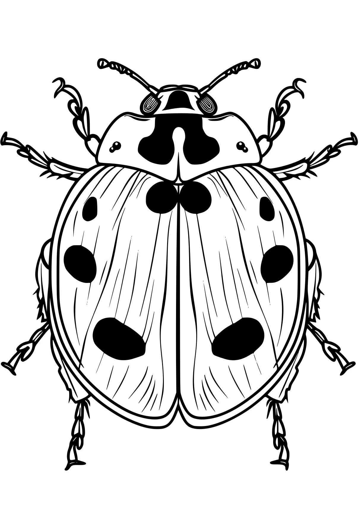 ladybug coloring sheets insect, insects, ladybug, bugs, adult, free page downloads